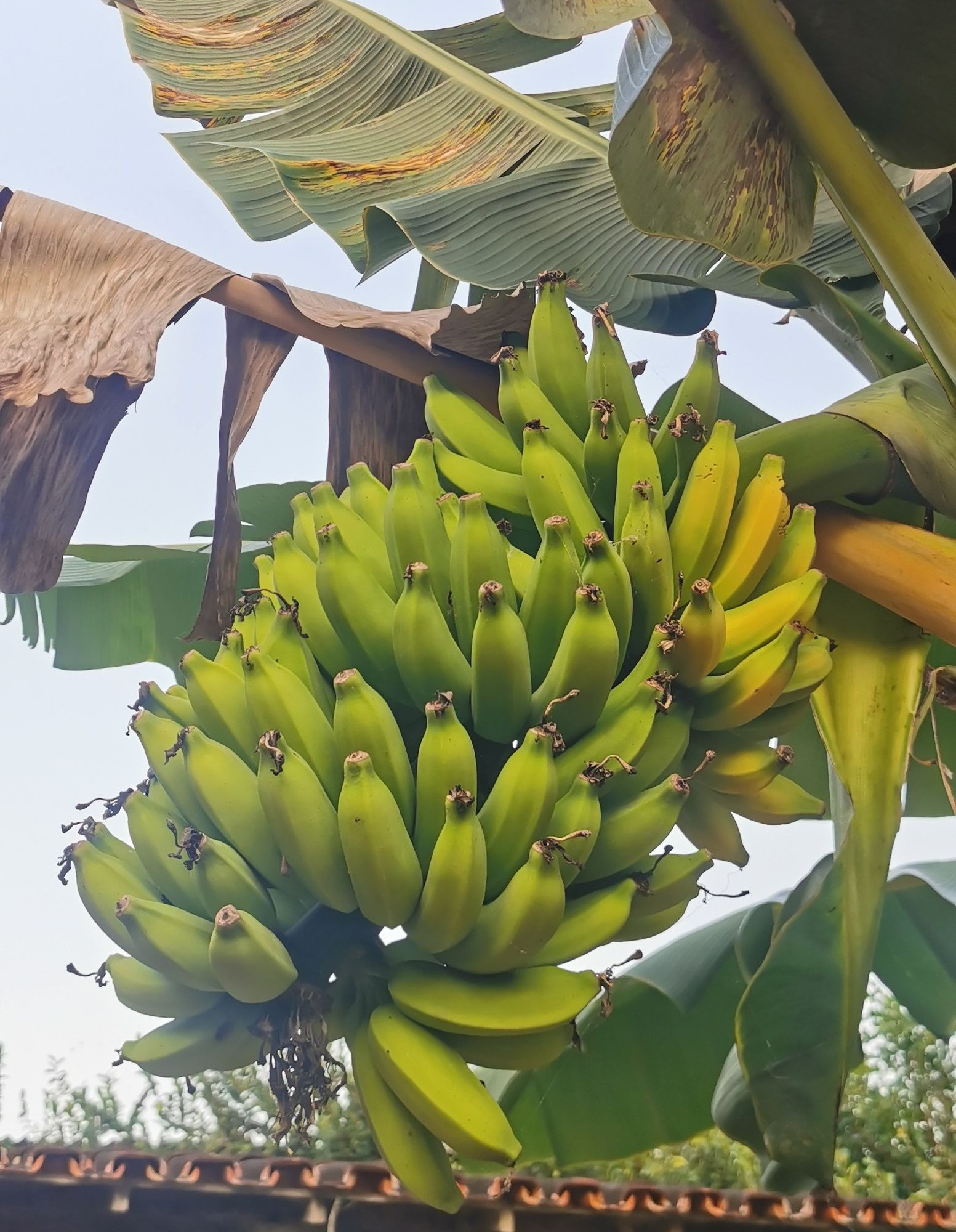 cacho de bananas amadurecendo no pé