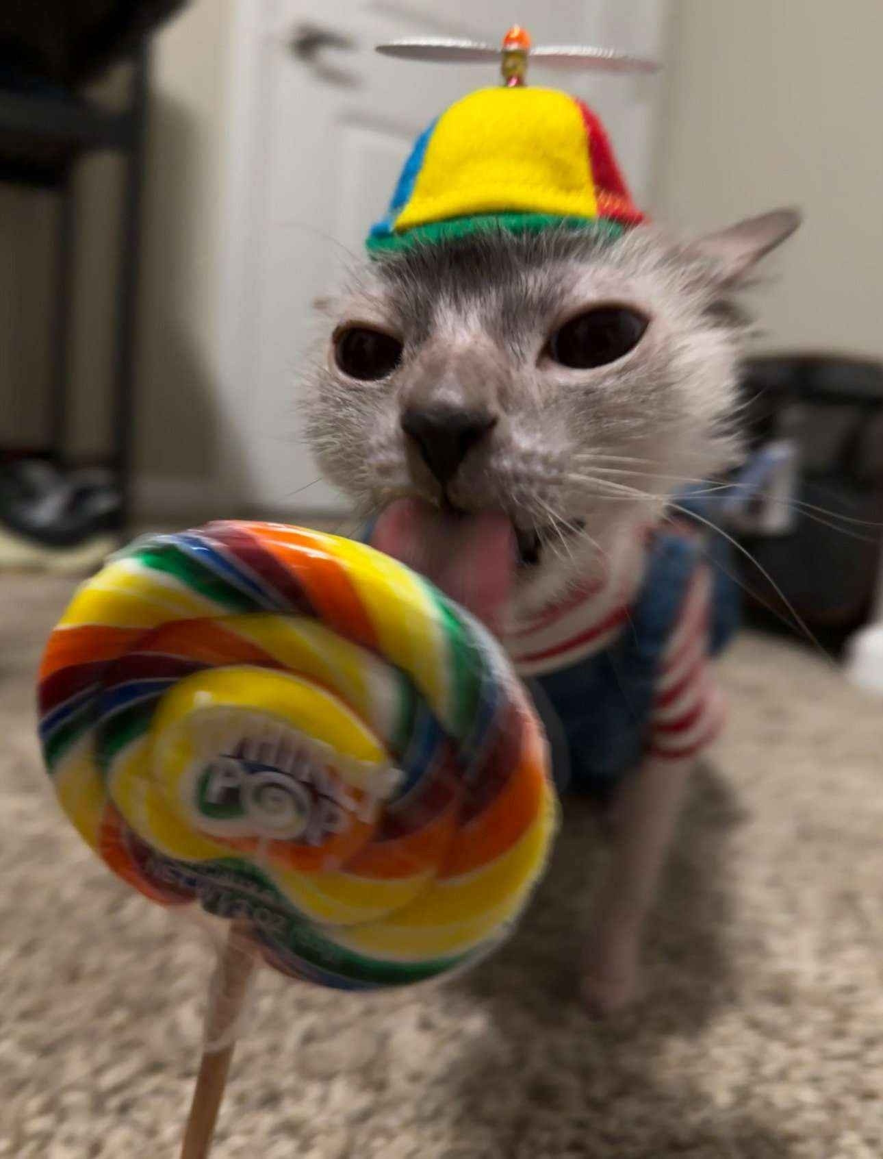 A whimsical cat wearing overalls and a propellor hat licking a comically oversized lollypop