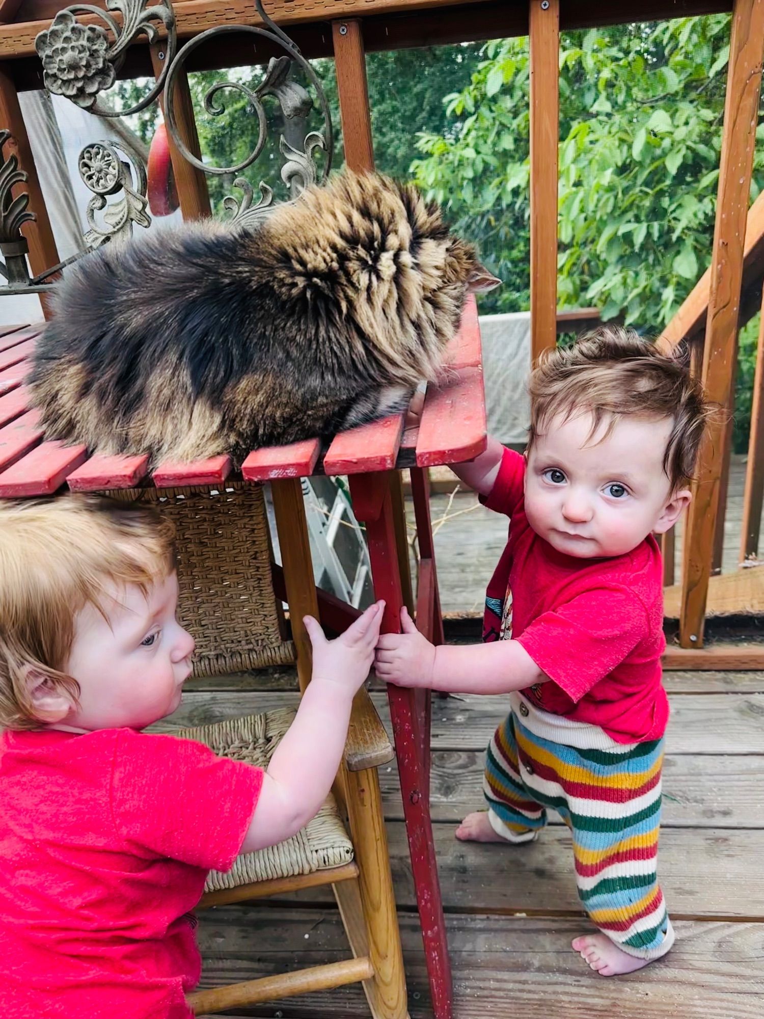 2 babies bothering a cat