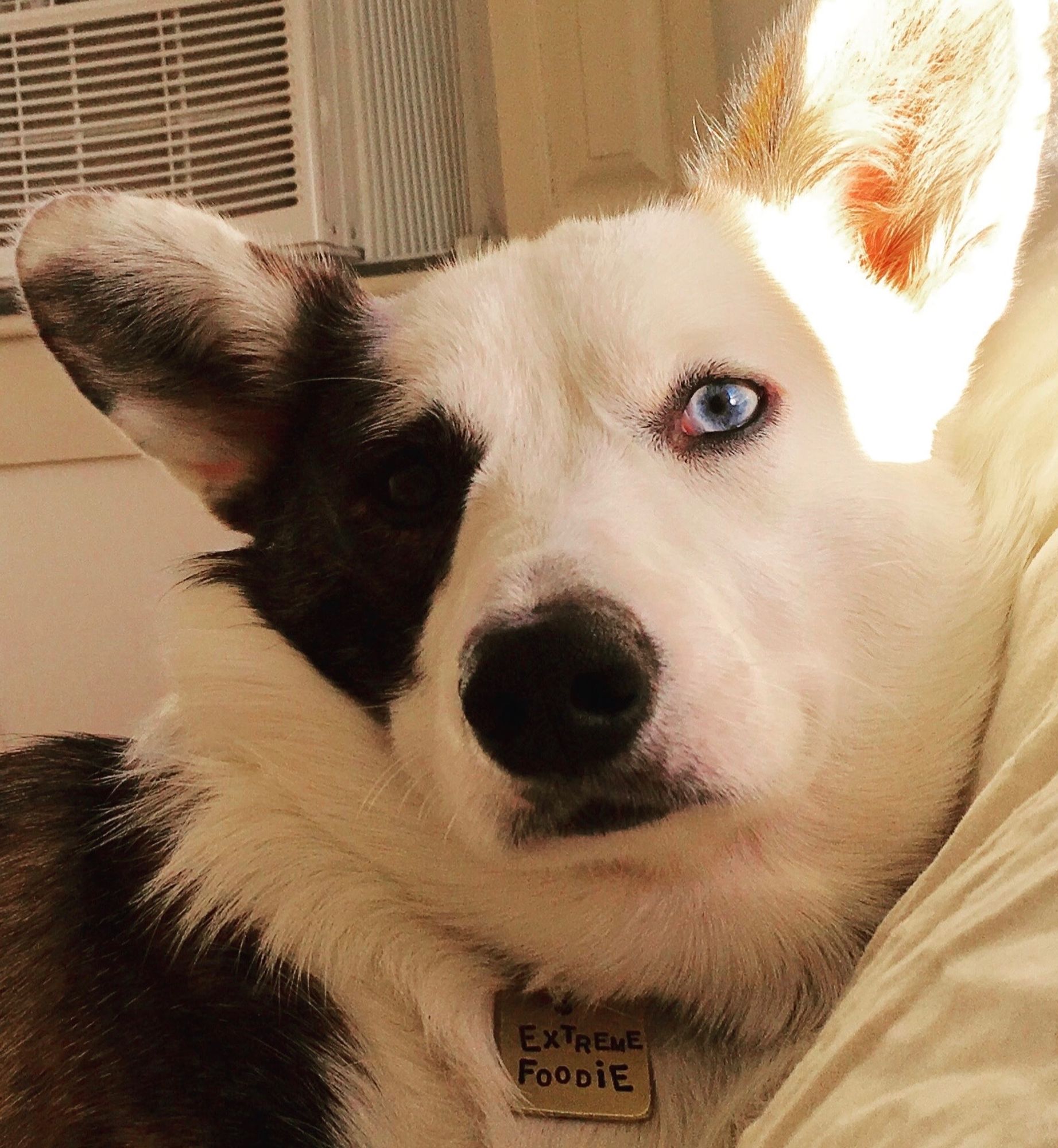 Close up of a Brown Merle Cardigan Corgi face. One blue eye, one brown.