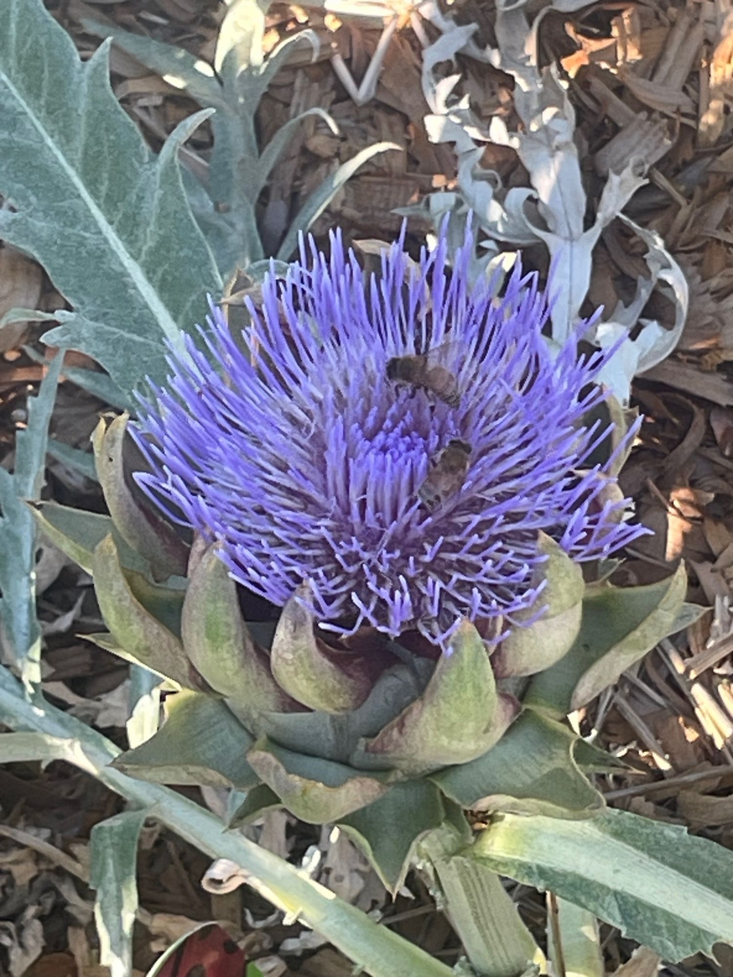 Honeybee on an artichoke flower.