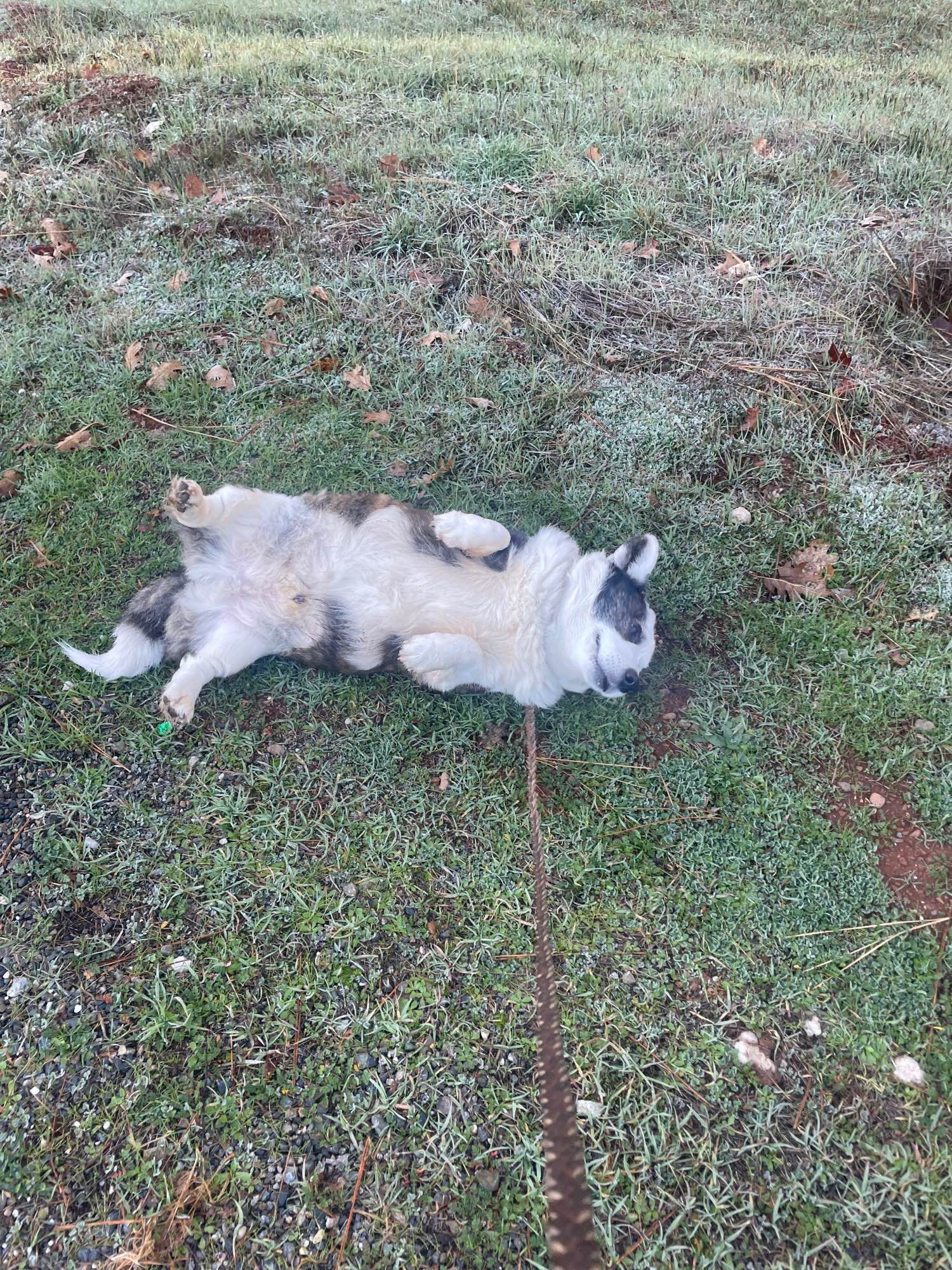 Cardigan Corgi rolling on grass with his white belly exposed.