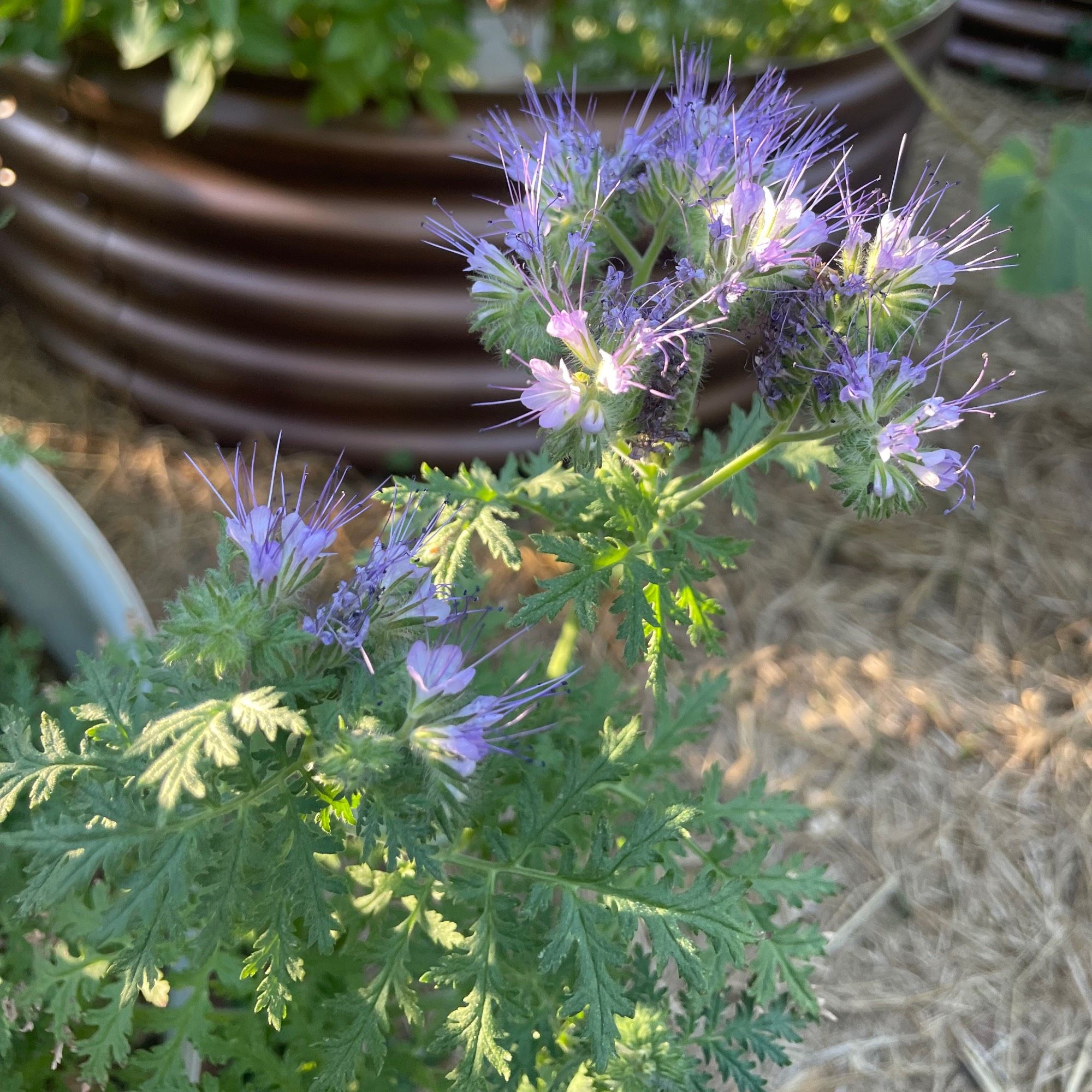 Fuzzy lavender flowers with lacy foliage. There is a copper raised bed in the background.