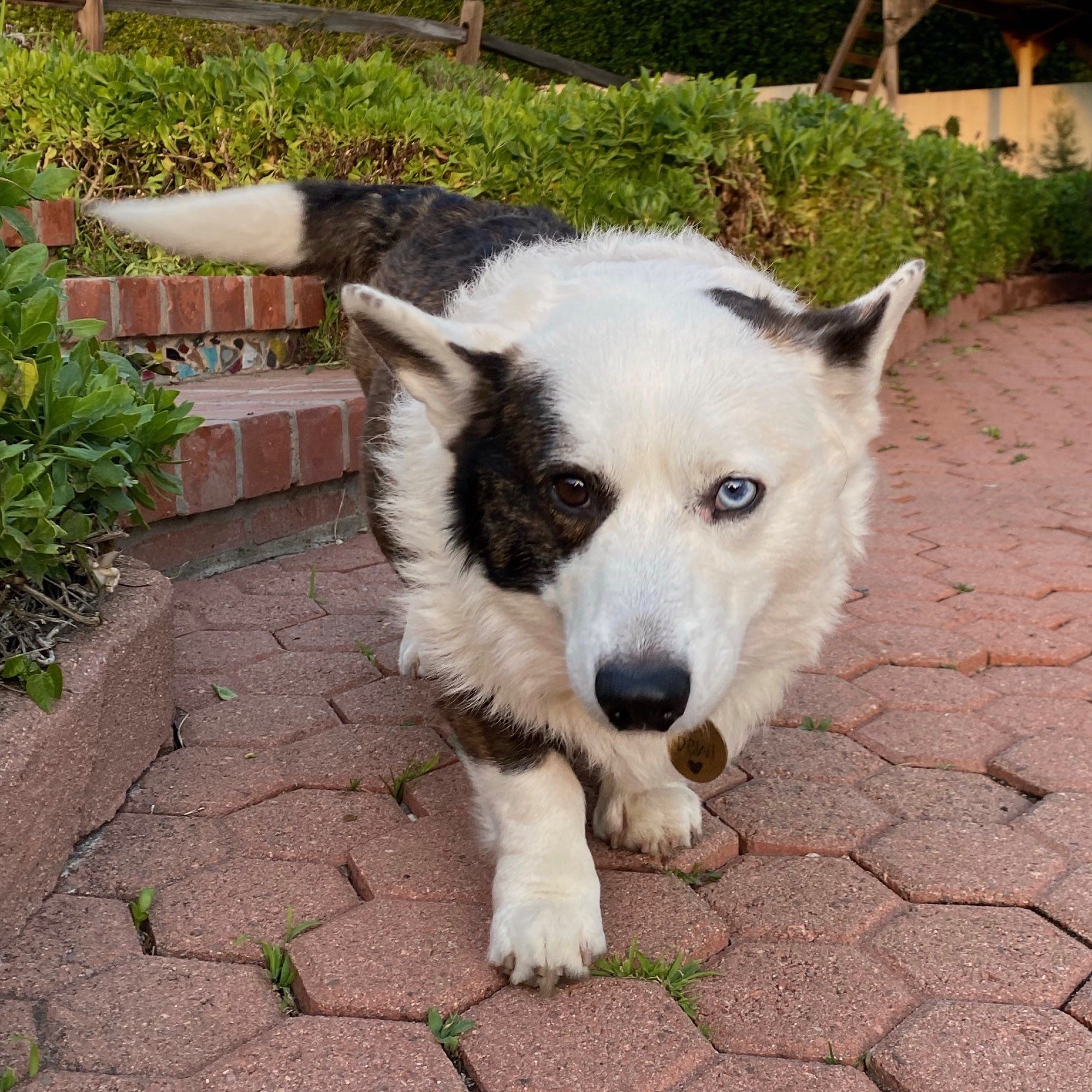 Dog walking toward camera -- Brown Merle Cardigan Corgi with one blue eye and one brown eye.