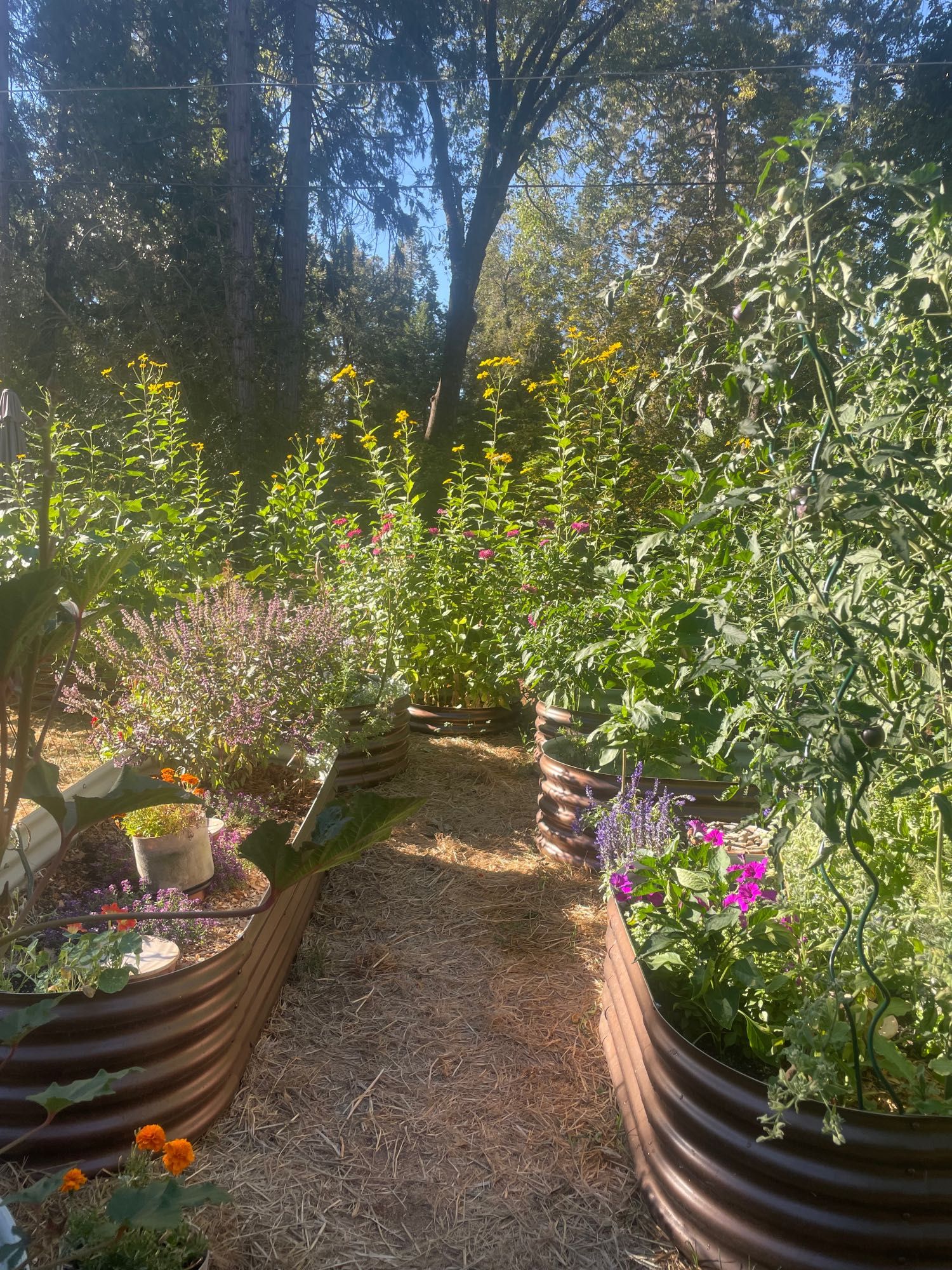 A pathway between copper raised garden beds, all full of flowers and food.