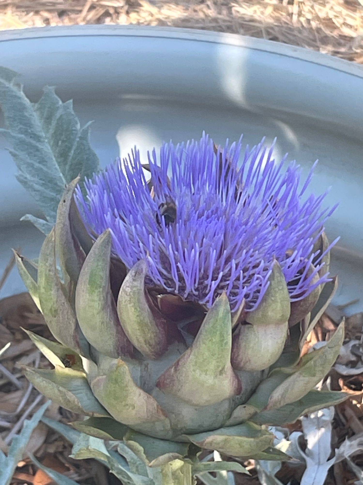 Different angle of a honeybee on an artichoke blossom.