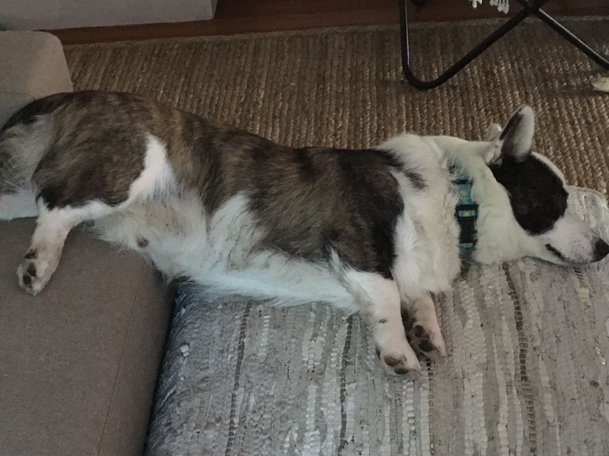 Brown Merle Cardigan Corgi with his bottom on the couch and the rest of his body lower on ottoman cushions.