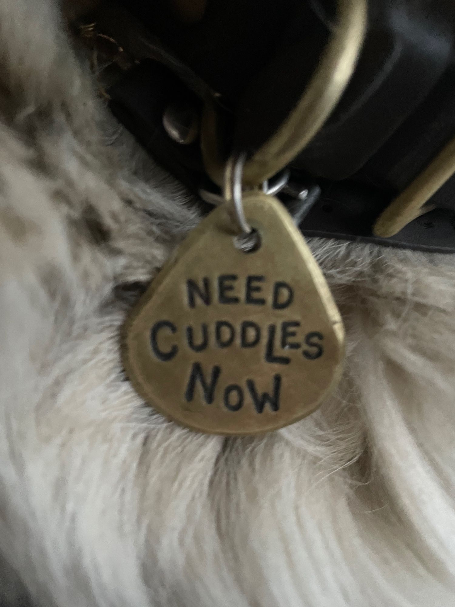 Brass teardrop shaped dog tag that reads, "need cuddles now".