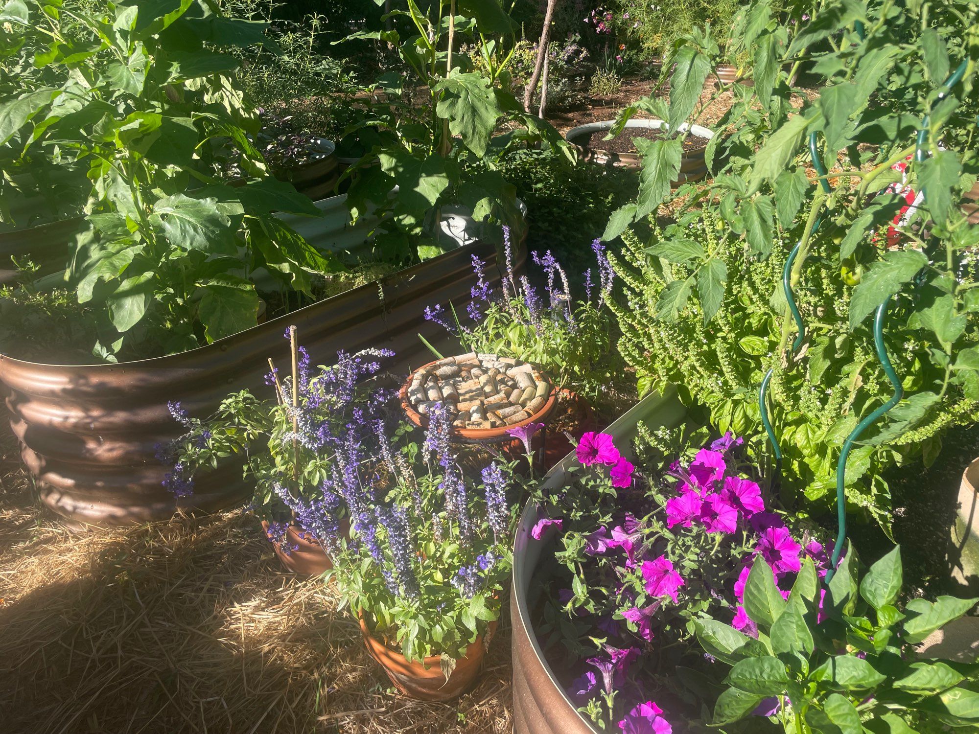 Elevated saucer full of wine corks which is surrounded by purple salvias and is between 2 raised beds.