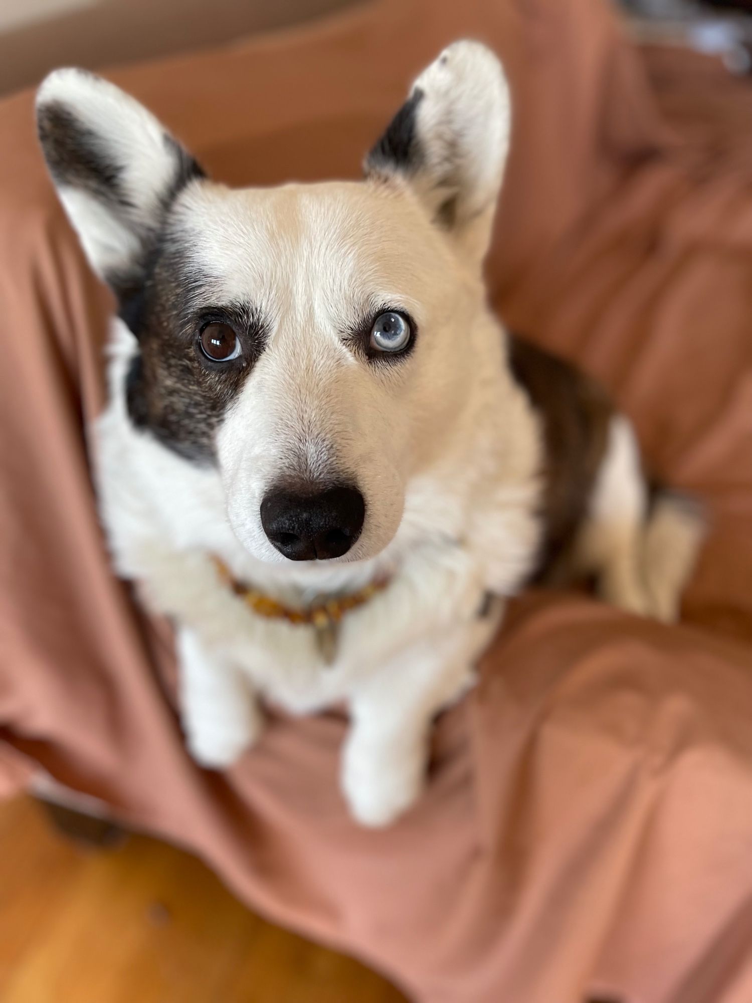 Brown Merle Cardigan Corgi with one brown eye and one blue raised up on the couch arm