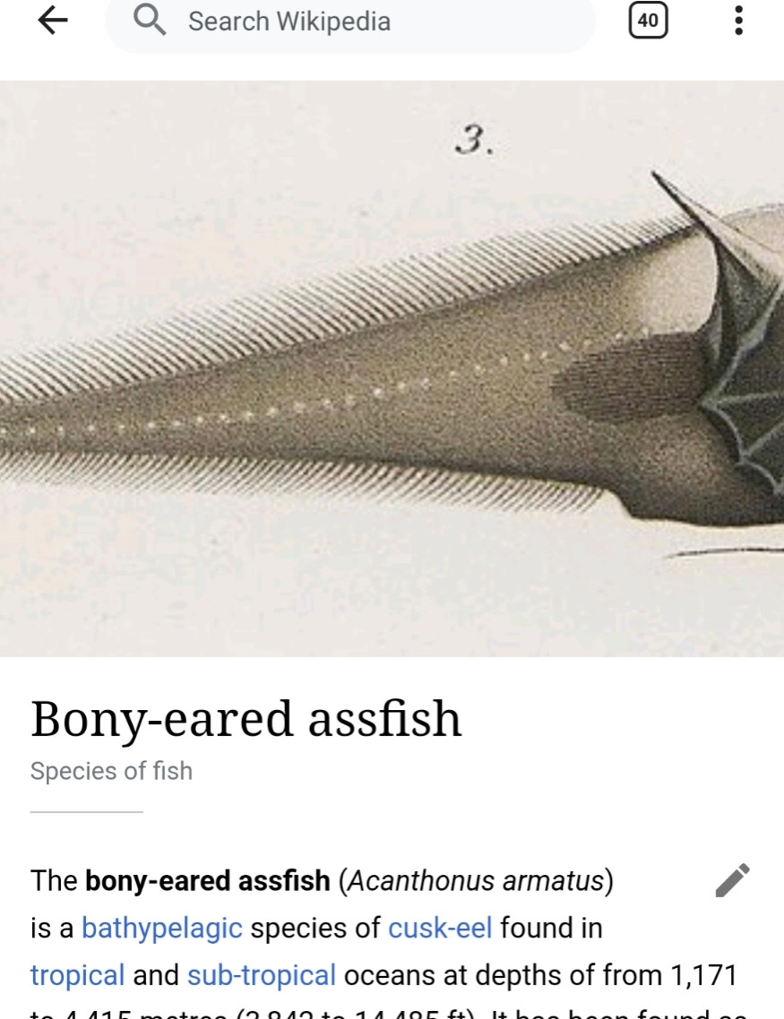 Screenshot of the Wikipedia article for the Bony-eared assfish