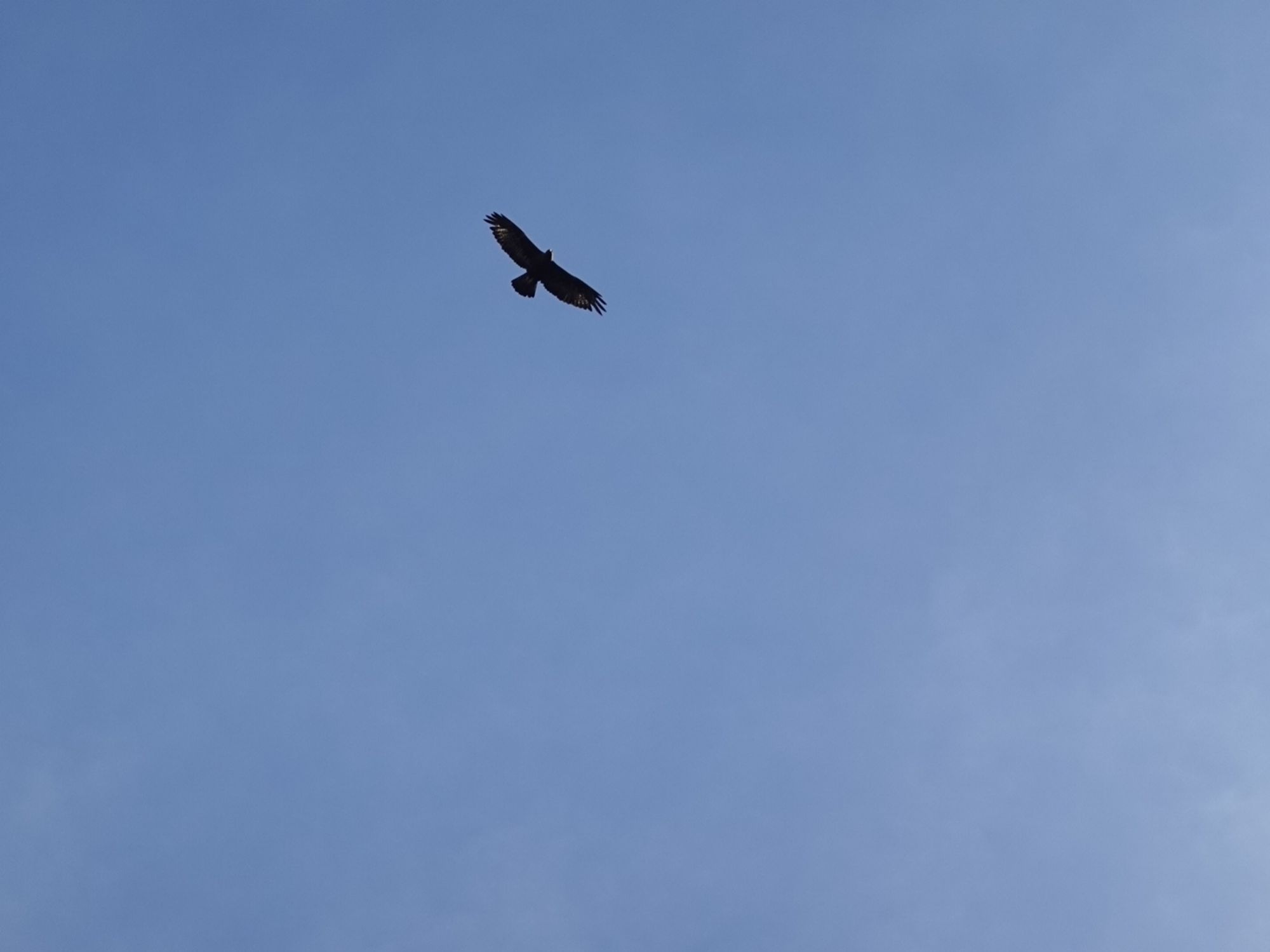 Vogel am blauen Himmel