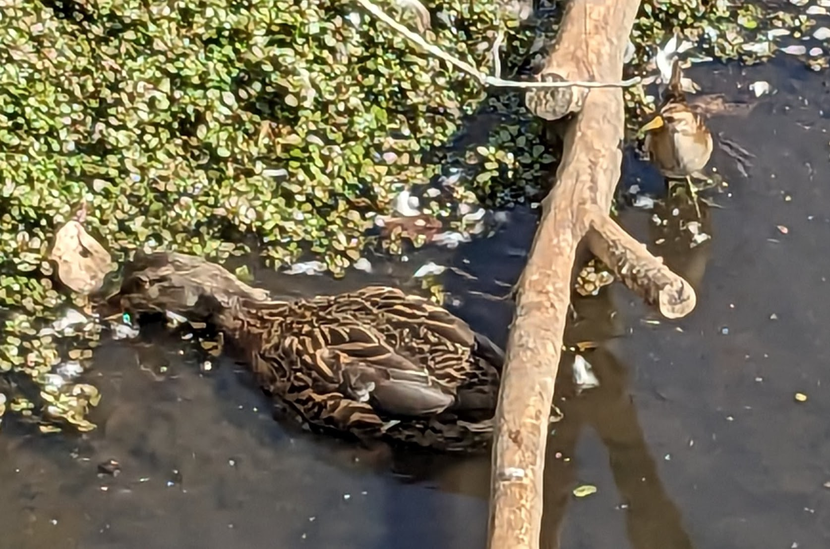 Small brown bird at right standing near mallard duck at left for scale; both birds are in shallow muddy water.