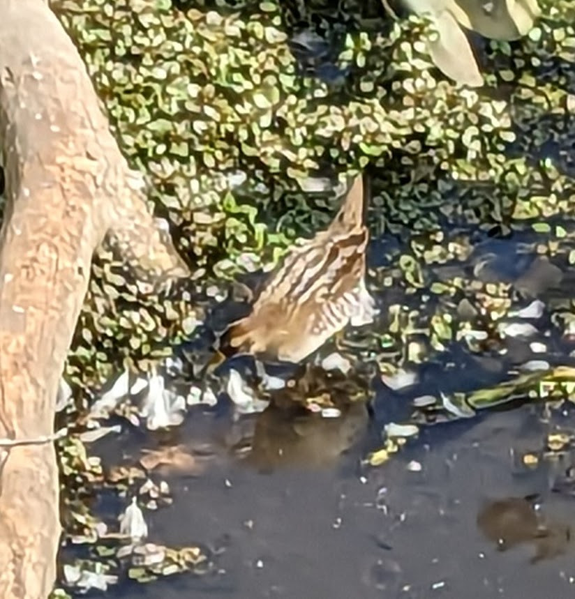 Blurry cellphone zoom of small brown bird in shallow water with some small water plants and a branch.