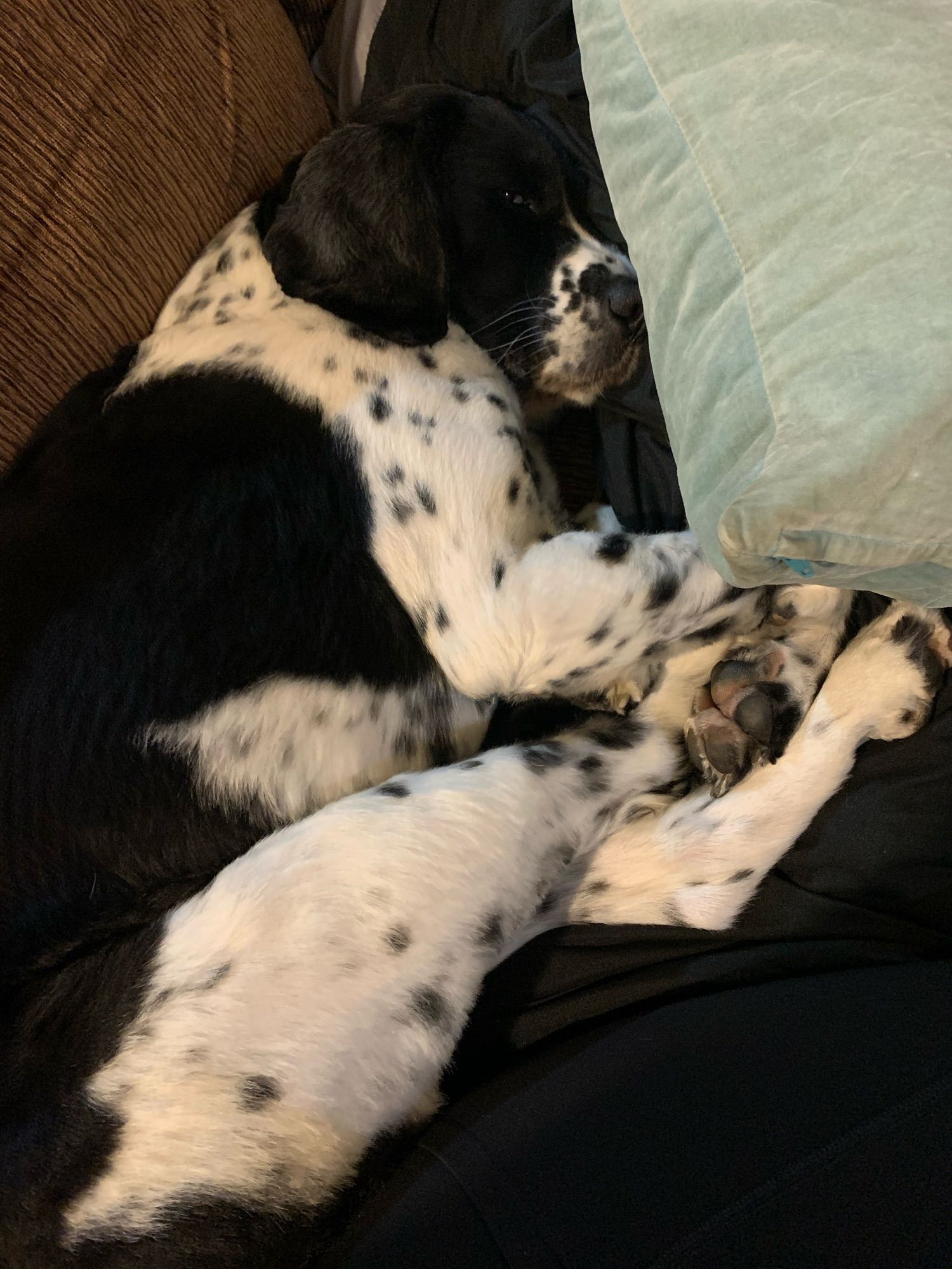 Springer spaniel laying on a couch with her head smushed up against a pillow. Her back legs are straight up against her belly with her paws near her head.