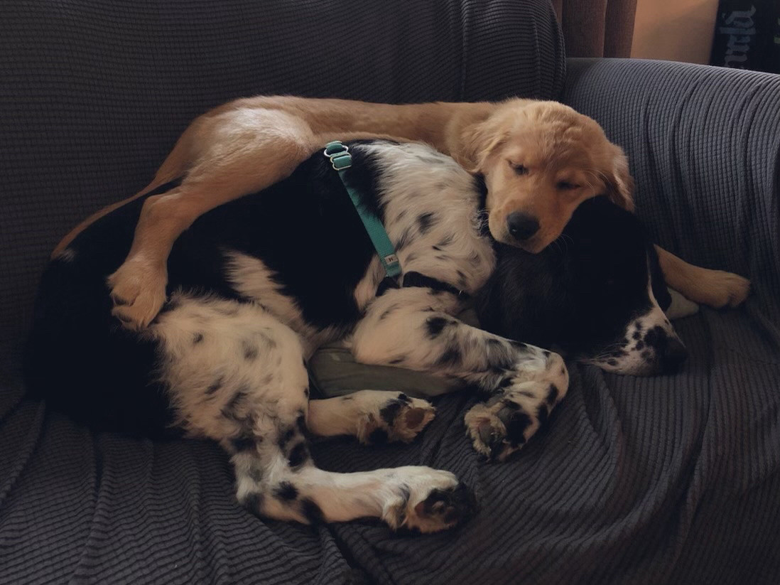 Sleeping golden retriever puppy sprawled on top of a sleeping springer spaniel.