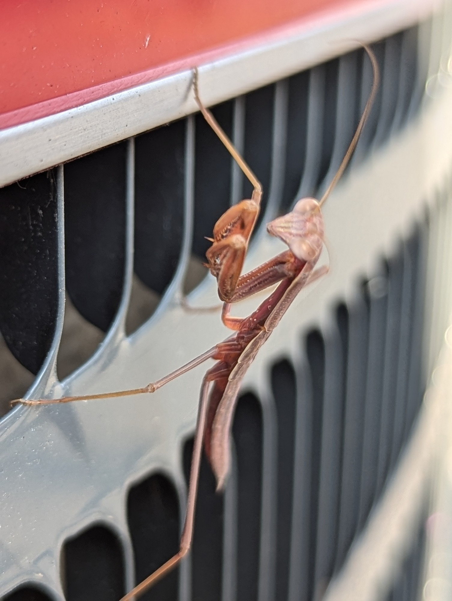 Small brown preying mantis on a air conditioner