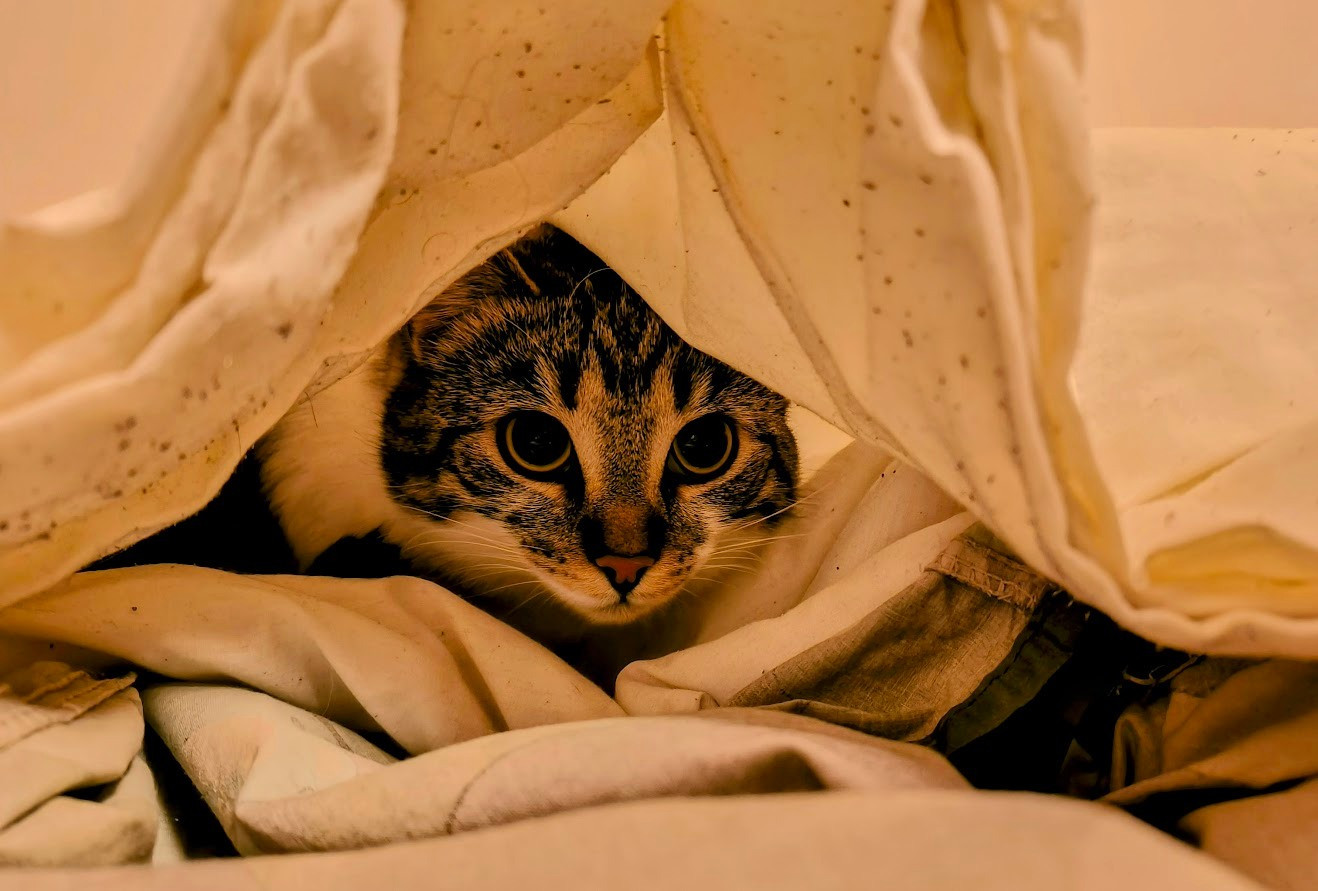 A small grey and white cat is lurking in a white blanket tunnel, eyeing the photographer intensely.