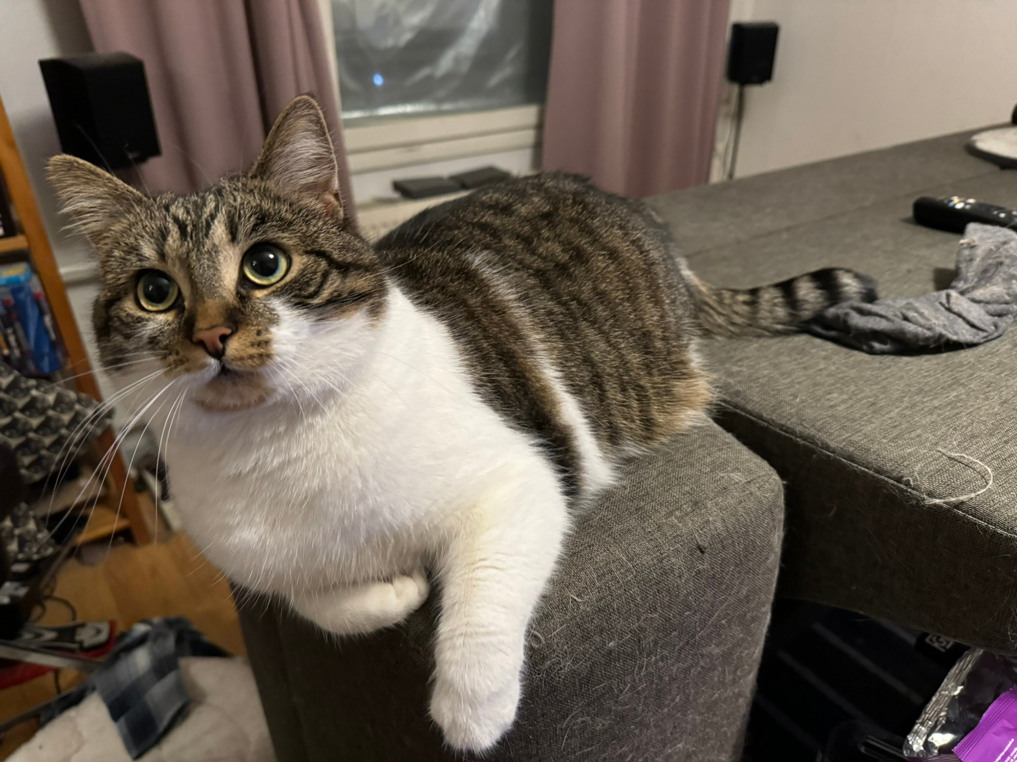 A white and grey cat is lounging on an upended sofa, looking at the camera.