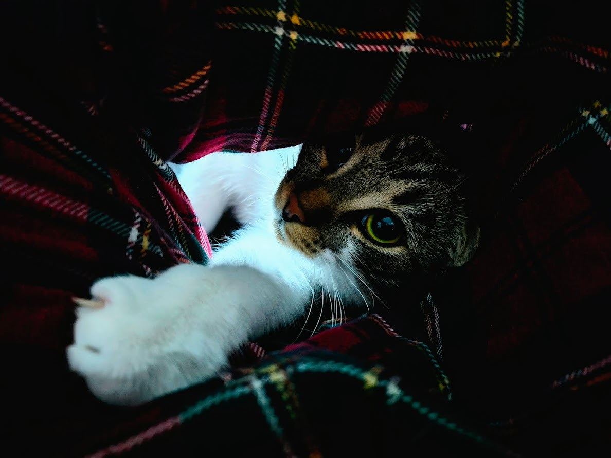 A grey and white cat is looking up through a person's crossed legs and reaching towards the camera with her paw.