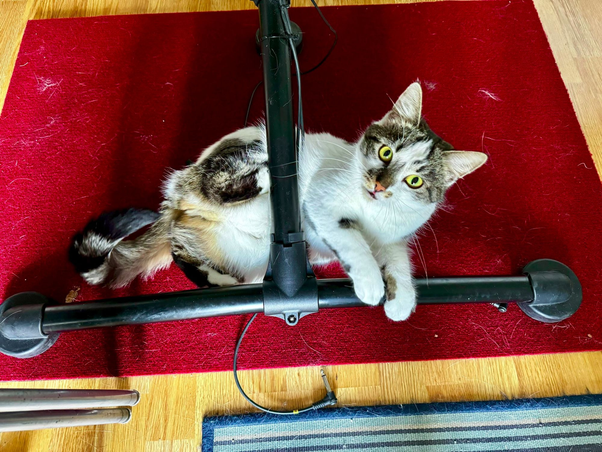 A white and grey cat is playing with cables hanging off an electronic drum kit, while lying on a red felt surface. The surface has a lot of white and grey cat hair on it for mysterious reasons.