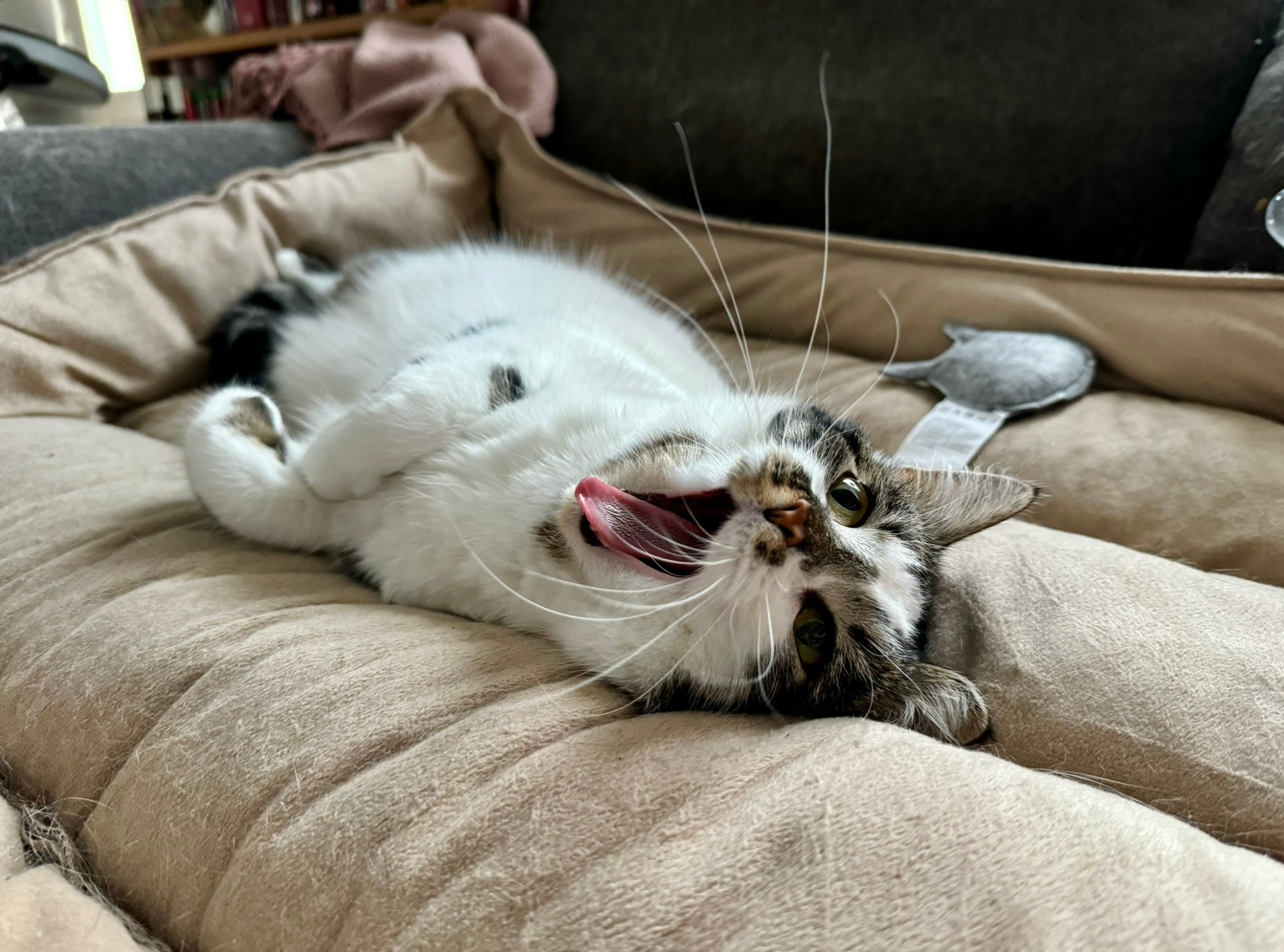 A white and grey cat with enormous whiskers is yawning widely. 