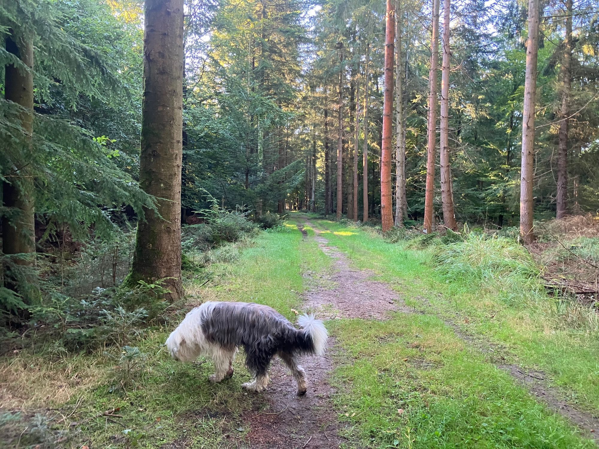 Hund auf Waldweg mit Bäumen