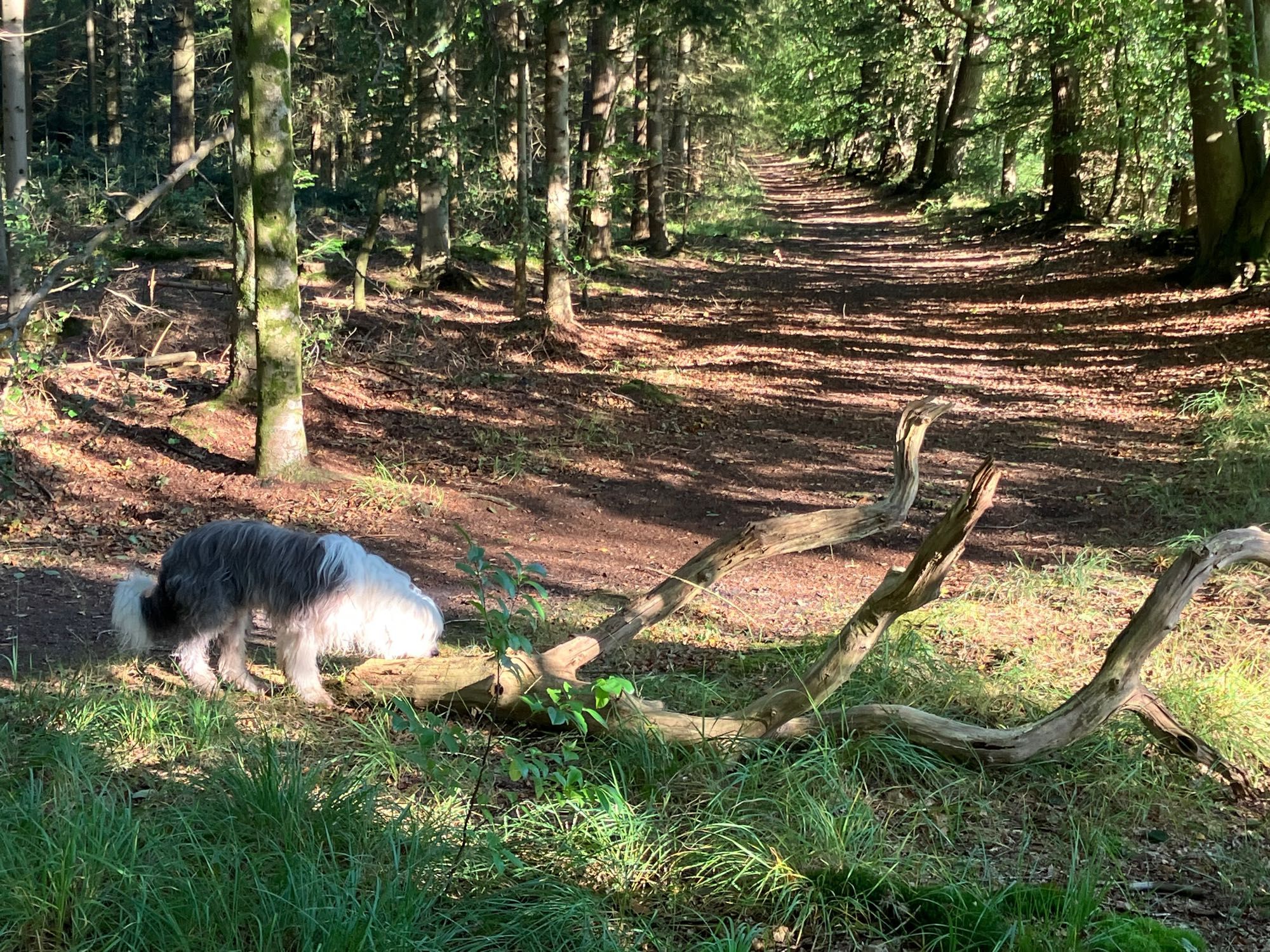 Waldweg mit totholz und Hund und die Sonne scheint durch die Bäume