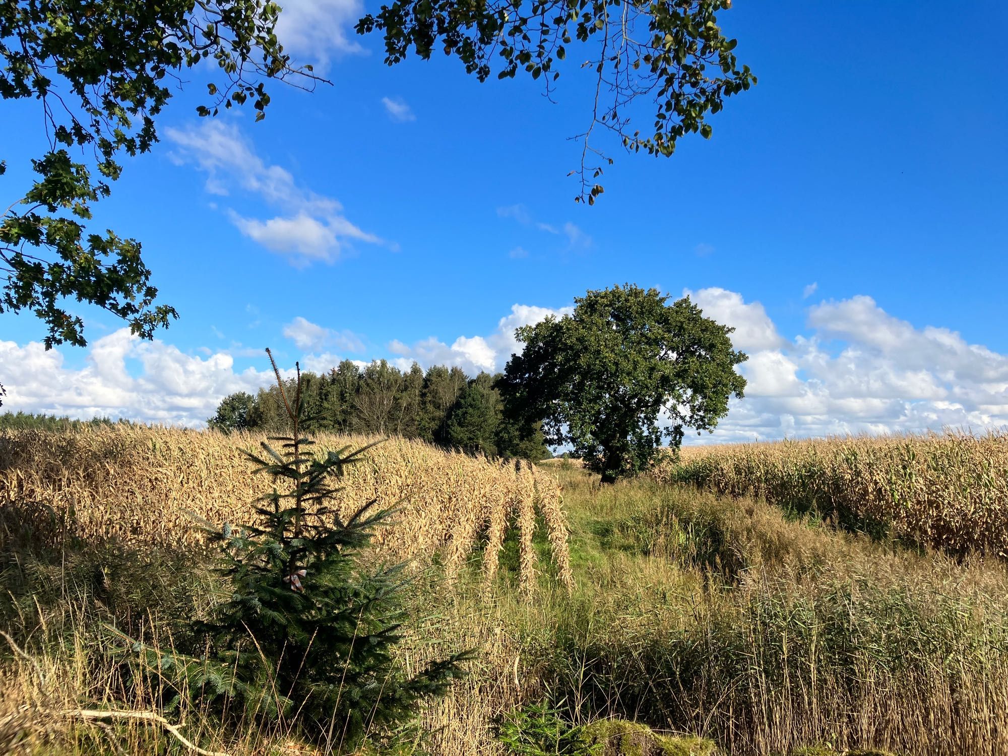 Blick vom Waldrand aus auf ein Maisfeld in dem ein  Baum und eine Baumgruppe noch weiter hinter steht