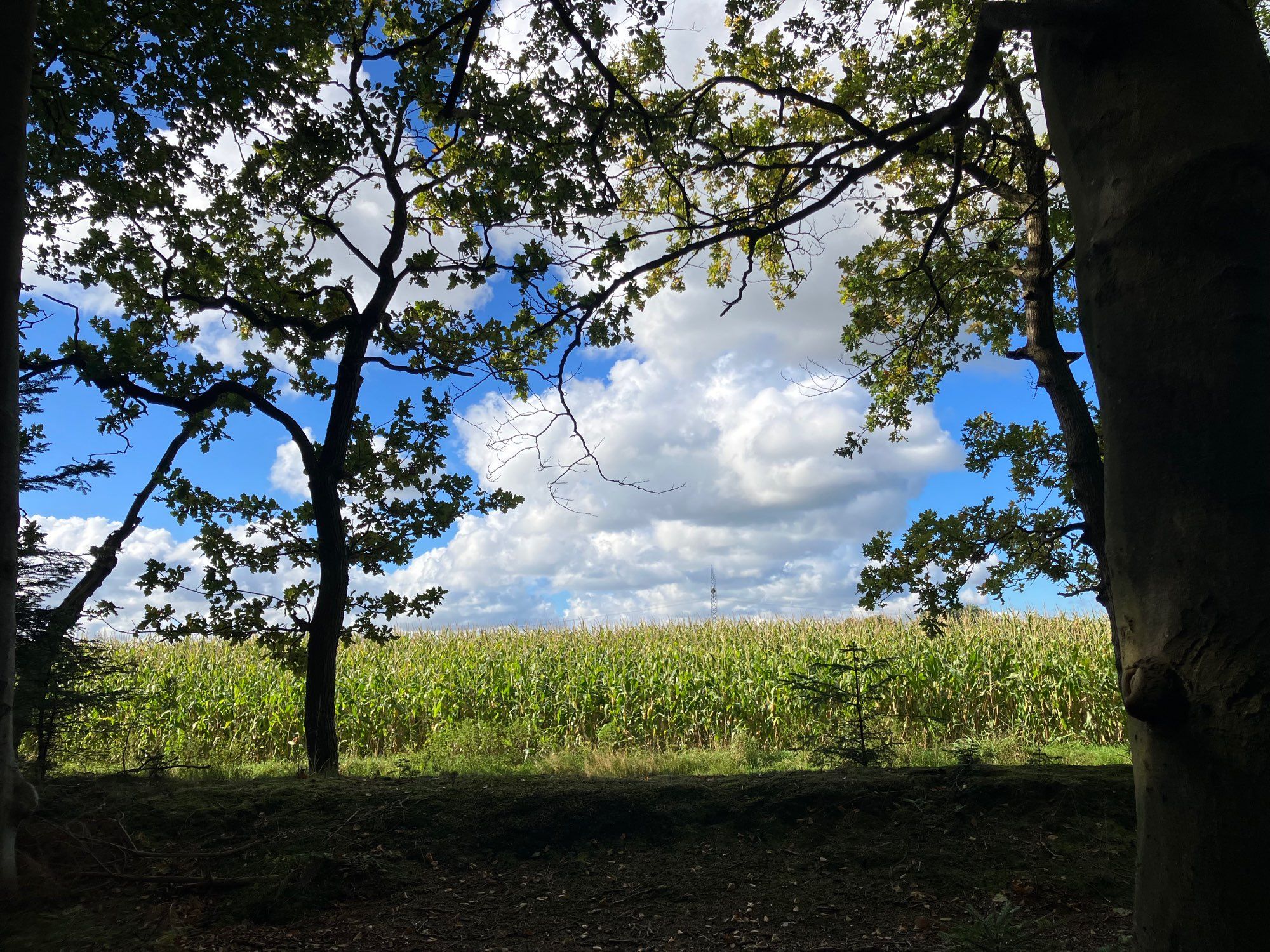 Ausblick vom Waldrand auf einen blauen Himmel mit weißen Wolken