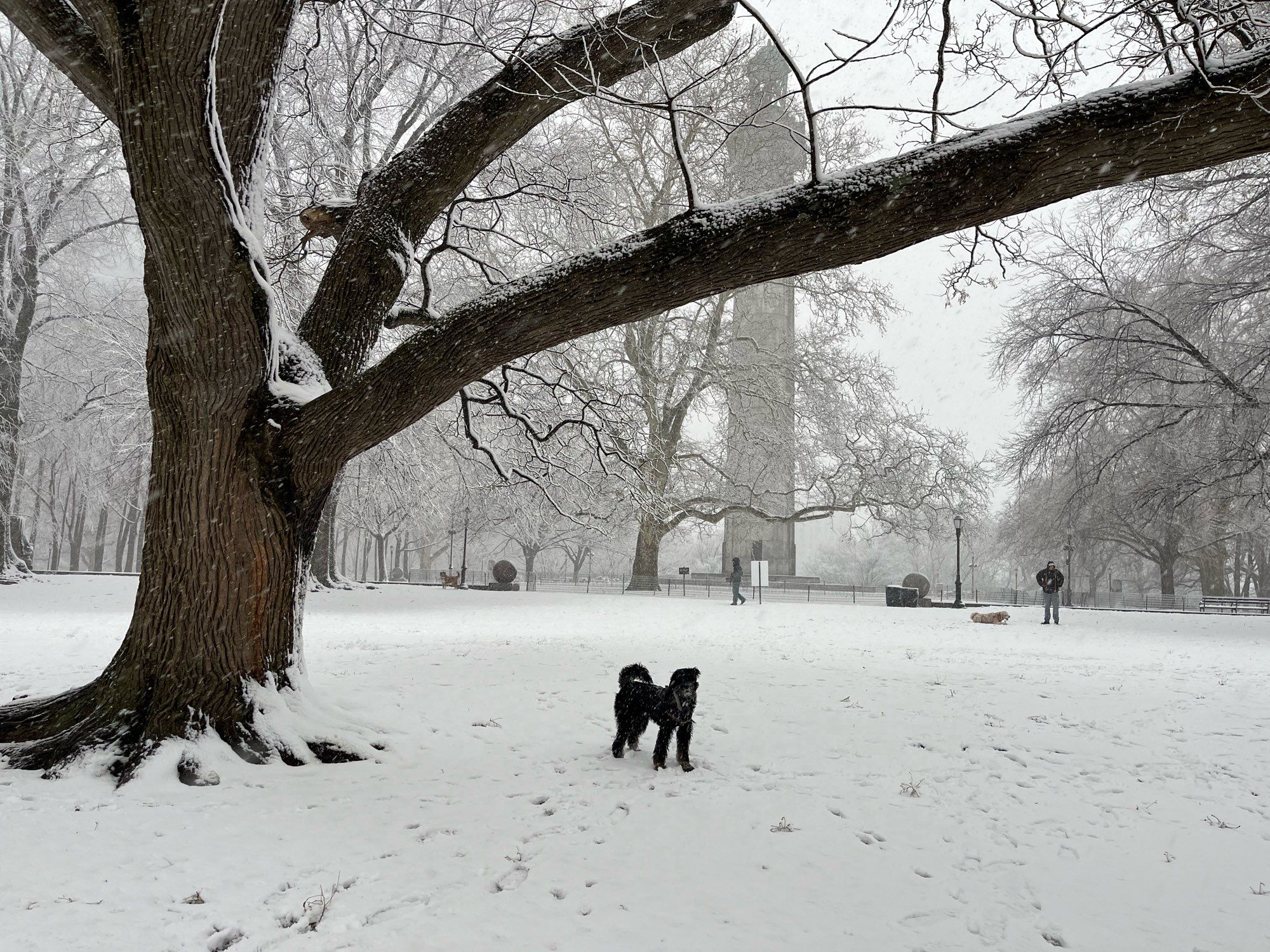 Pippi, a black Bernedoodle, stands under a tree in a snowy field with the Fort Greene tower visible through falling snow in the background