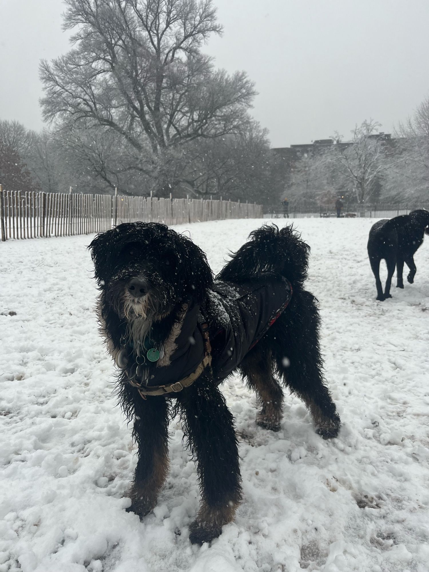 Pippi, a black bernoodle, is wearing a parka amid falling snow