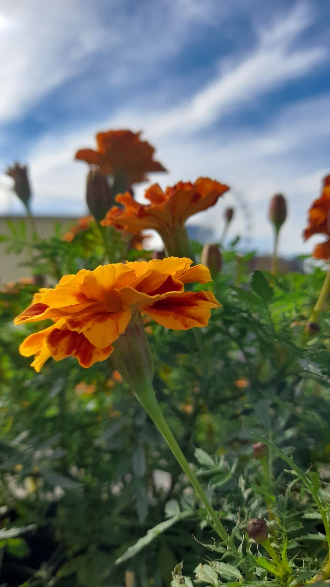 Studentenblumen vor weissblauem Himmel und Riesenrad, Balkonblick