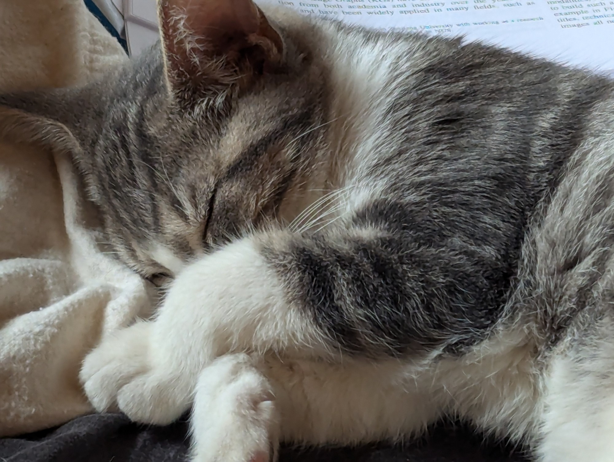 A grey kitten with white paws curled up with one paw over her nose