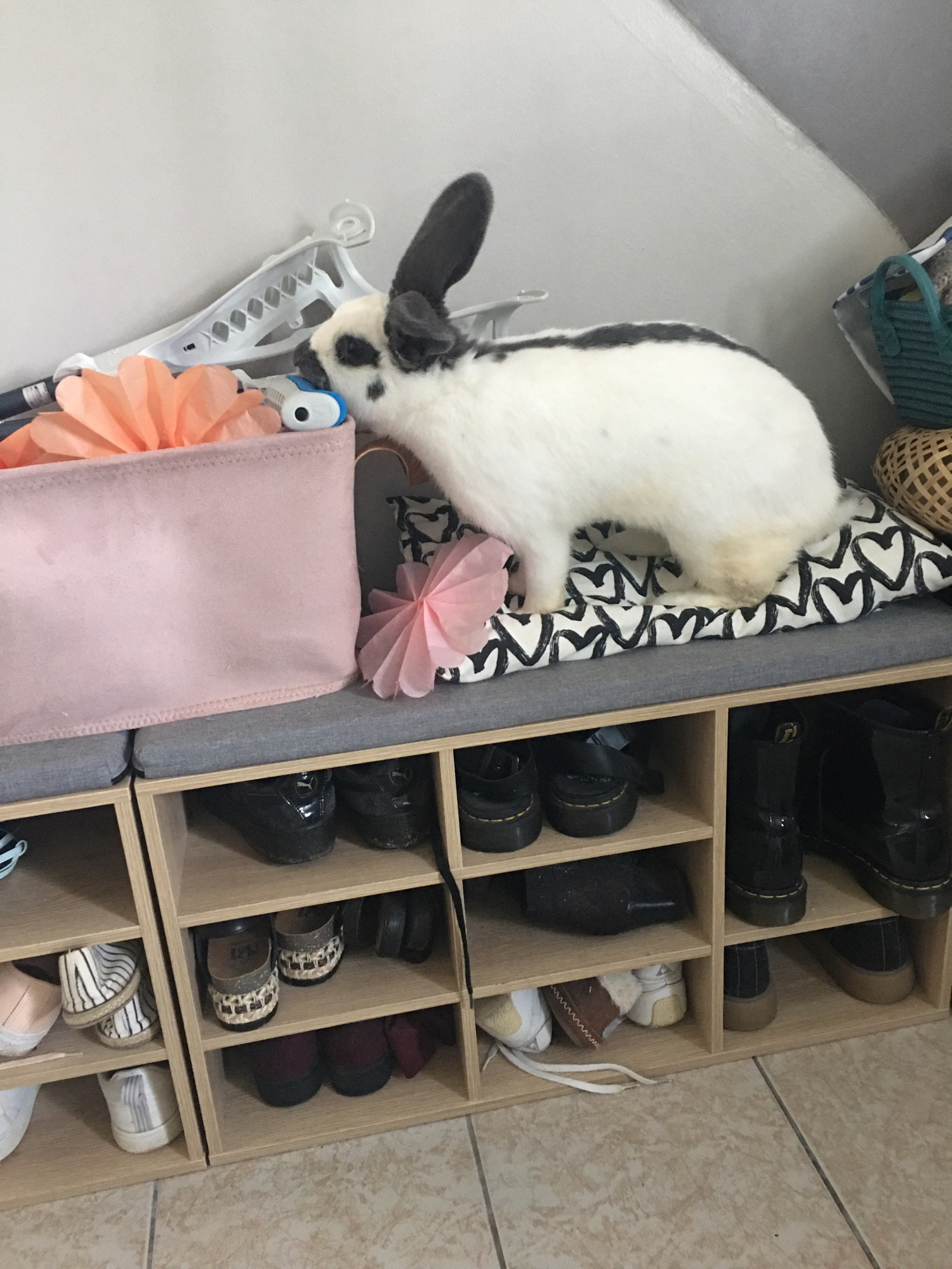 Craquotte, petite lapine blanche et noire qui fouillait dans un panier rose 