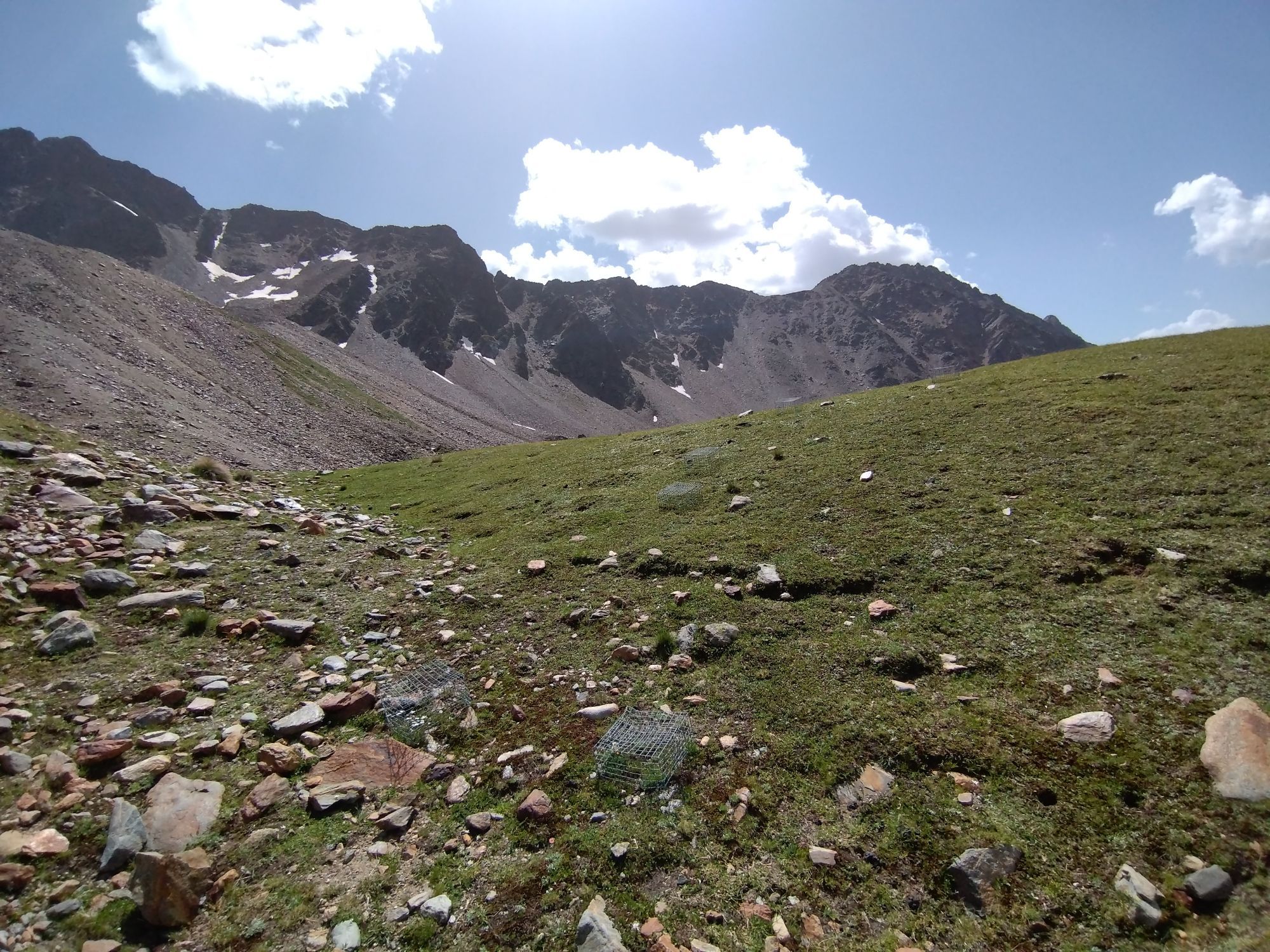 One of our snowbeds at 2700m, with cages protecting the flora from grazing sheep.