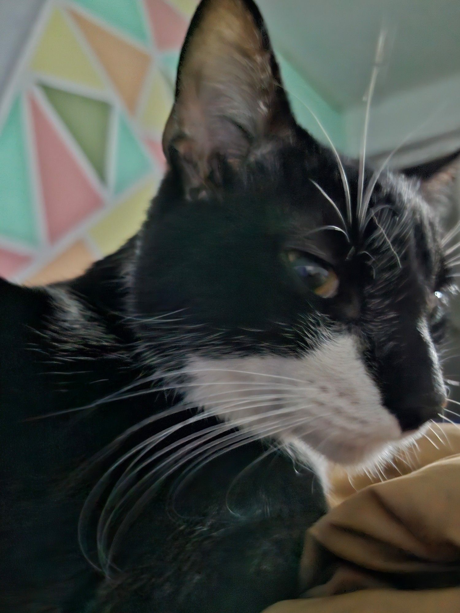 Tuxedo cat side eye showing his beautiful white whiskers.