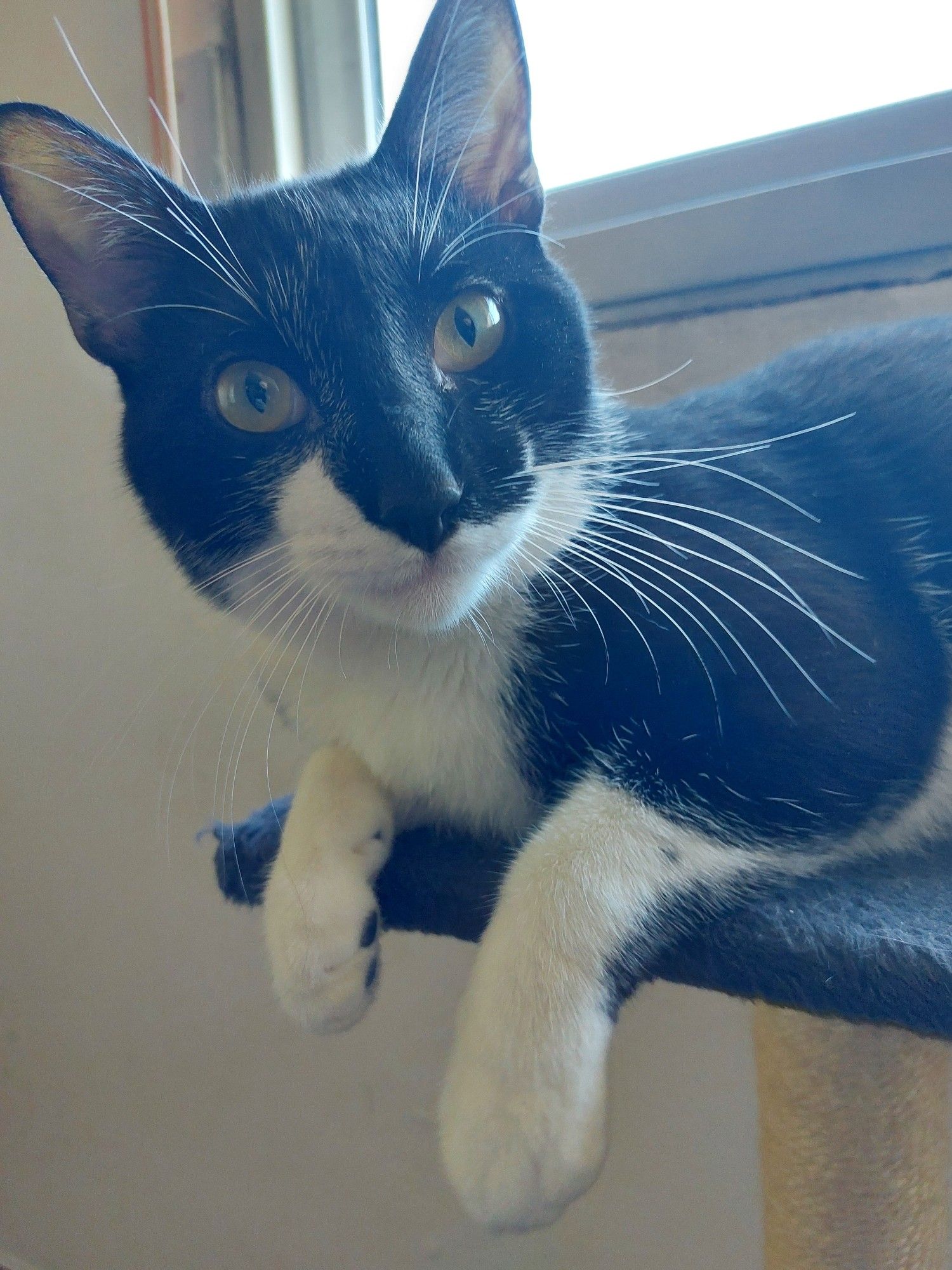 Tuxedo cat sitting on his cat tower looking at the camera like he is a super model.