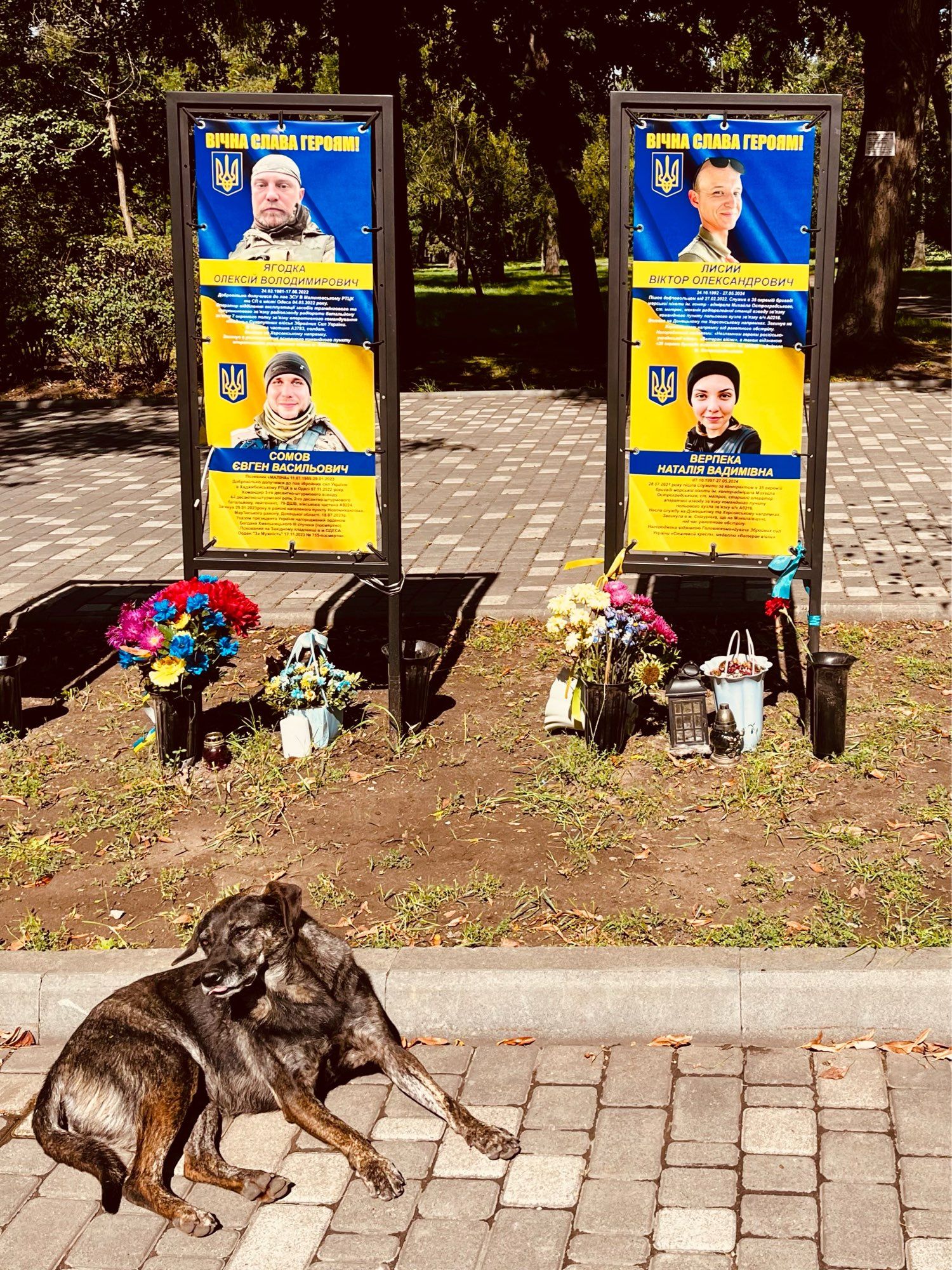 Allee der Helden in Odesa. Vor den Portraits der Gefallenen liegt eine graubraune Mischlingshündin.