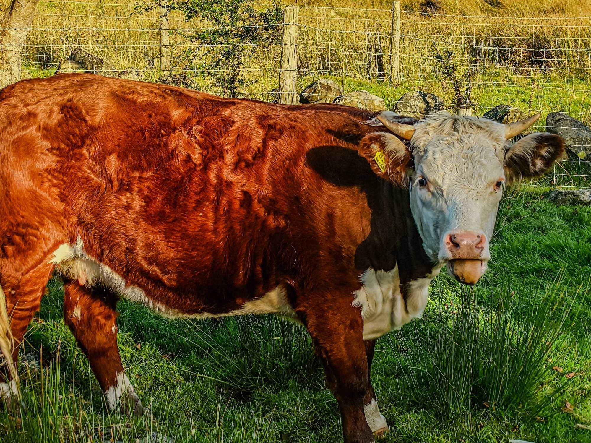 A photograph of a young female cow, the image is taken in the early evening and she is standing in a lush green field. She is mostly a reddish brown in colour, with white hair on the head. She has her tongue out and is looking straight at the viewer.