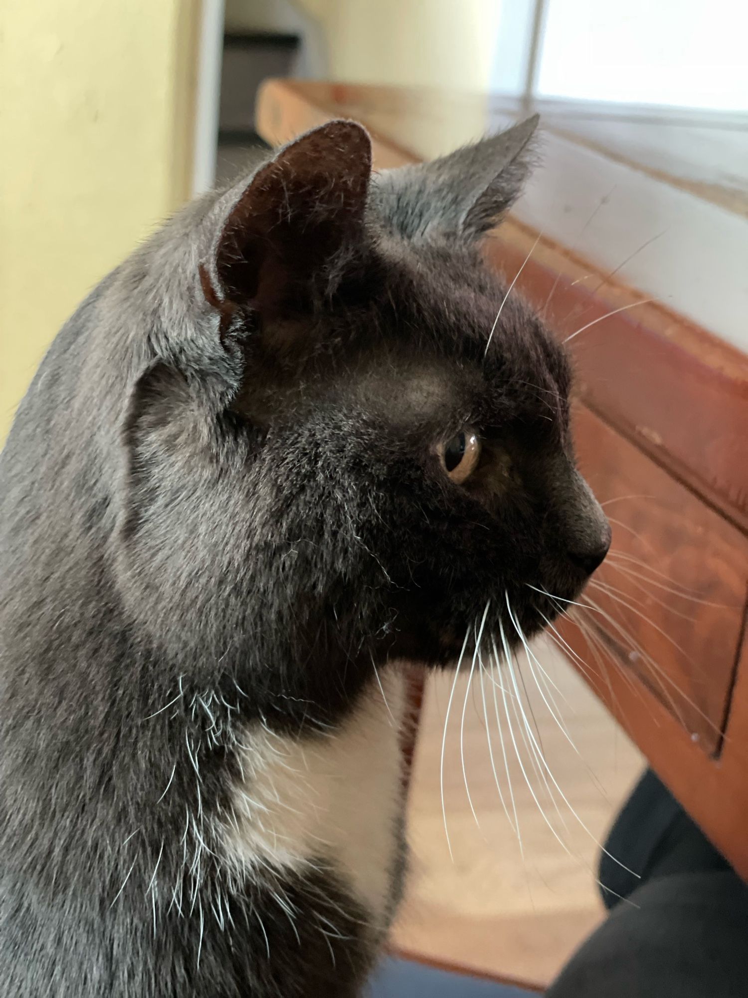 Grijze kater met wit frontje en mooie witte snorharen. Hij kijkt nadenkend naar rechts.