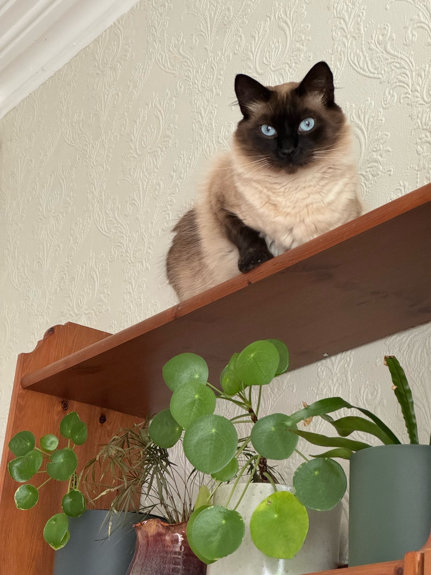 A fluffy seal point cat crouches defiantly on a high shelf despite knowing how much it freaks his human mum out.