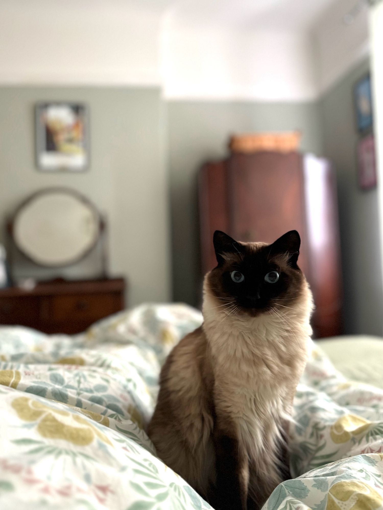 A gorgeous fluffy seal point cat sits on a floral duvet in a sea foam green bedroom with antique walnut furniture in the background.