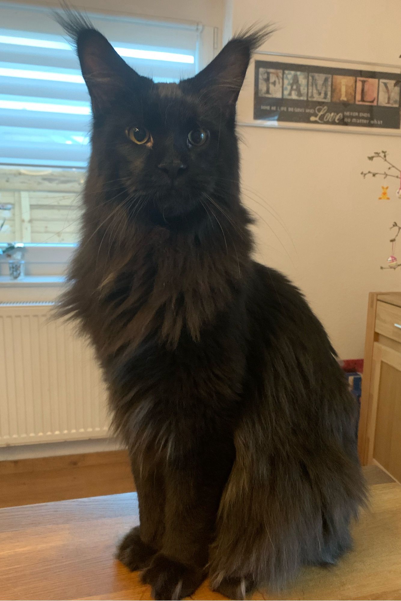 Schwarzer Maine Coon Kater sitzend auf dem Tisch.