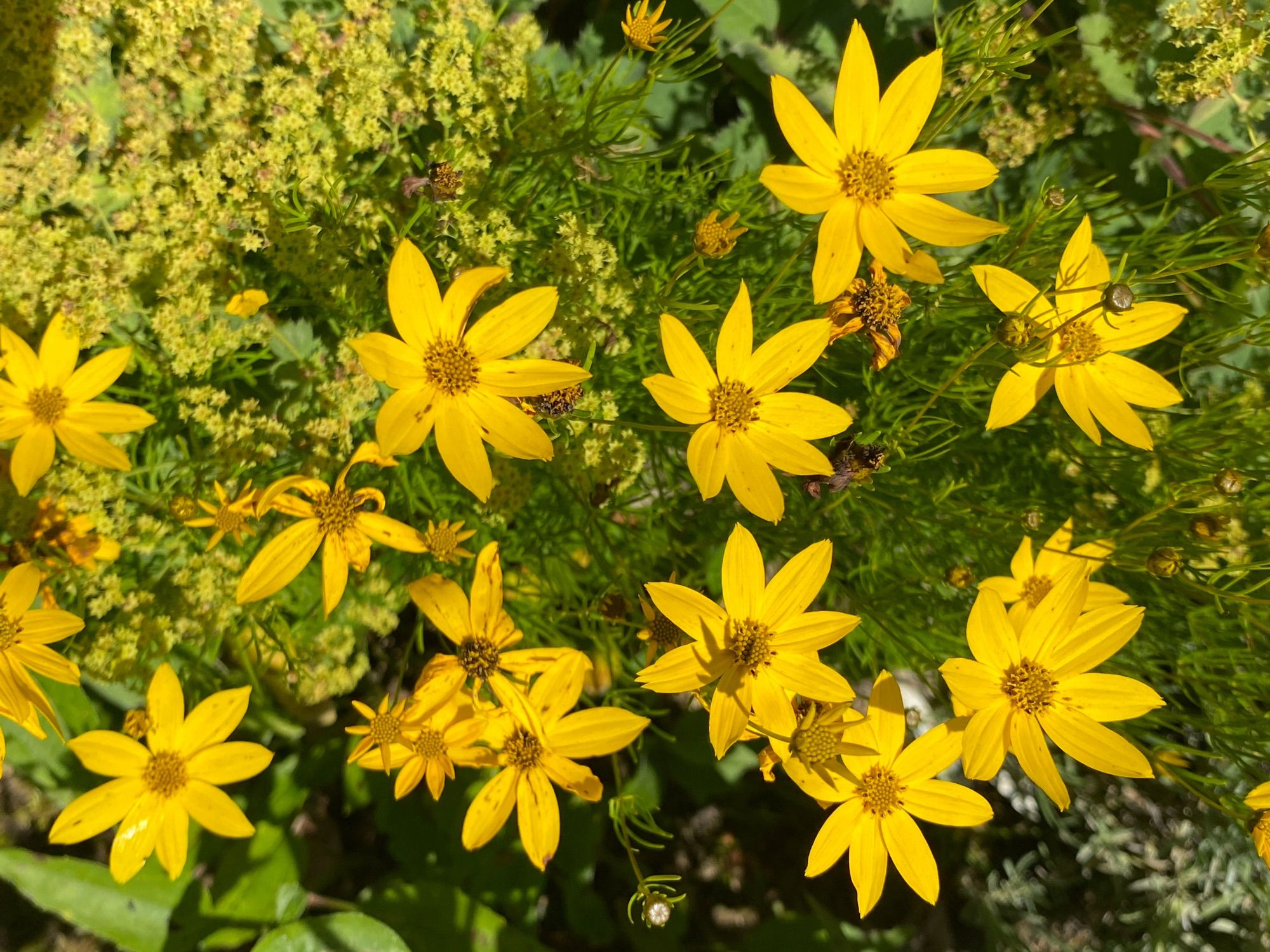 reigen gelber blüten des mädchenauges.