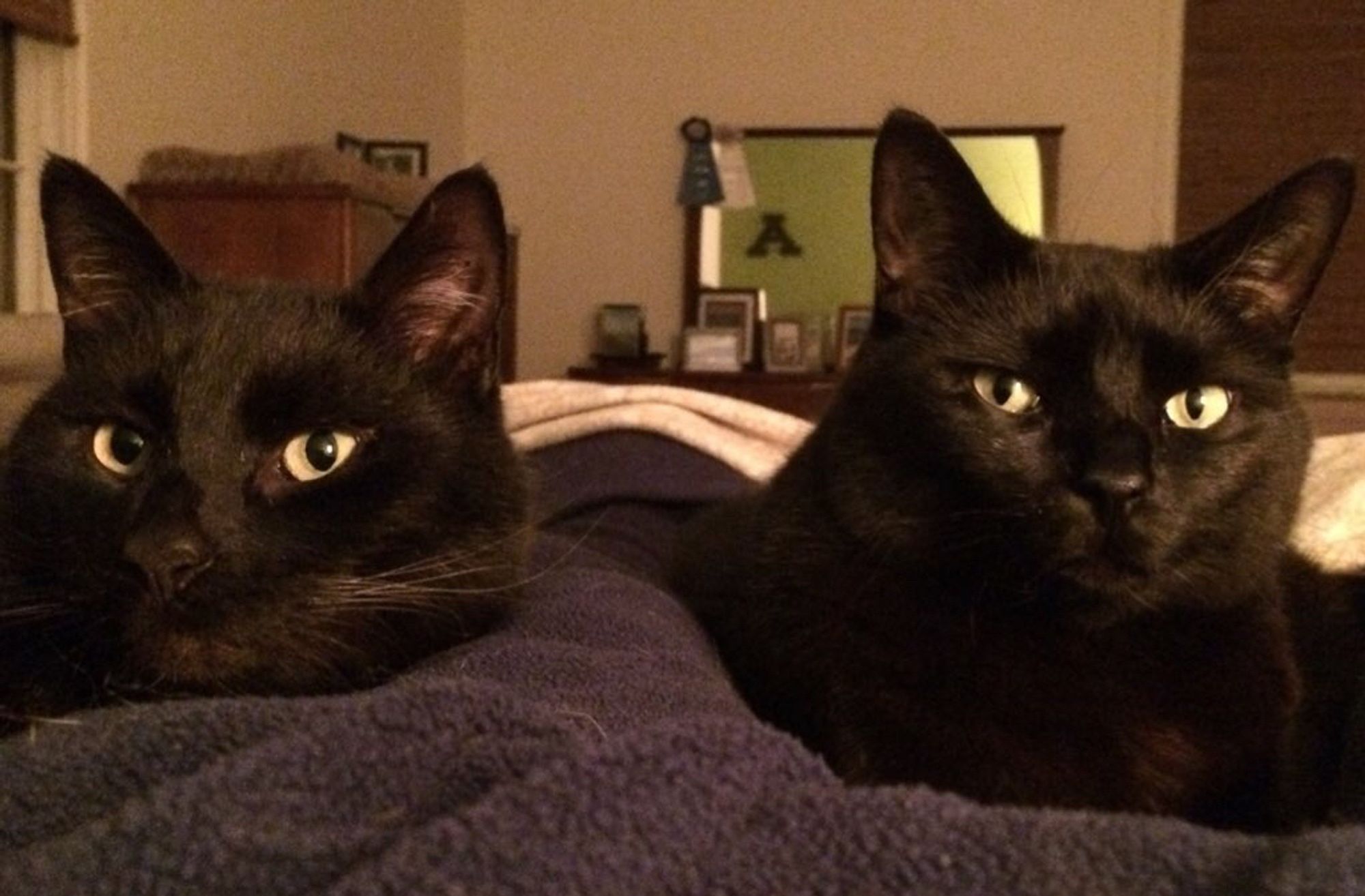 Two black cats reclining on their subject’s bed look on skeptically as she speaks to them.