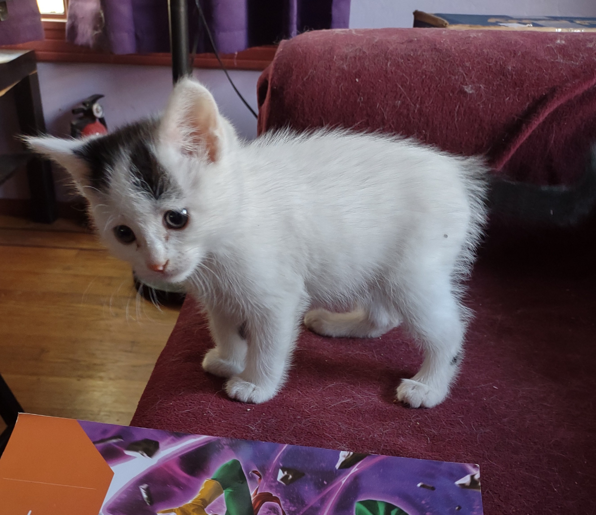 A very small babycat that is mostly white, but with black smudges above her eyes and a black tail, plus a pink nose, stands on a red sofa near a comic trade paperback. She has a pensive, somewhat hesitant expression. She is made of cute!