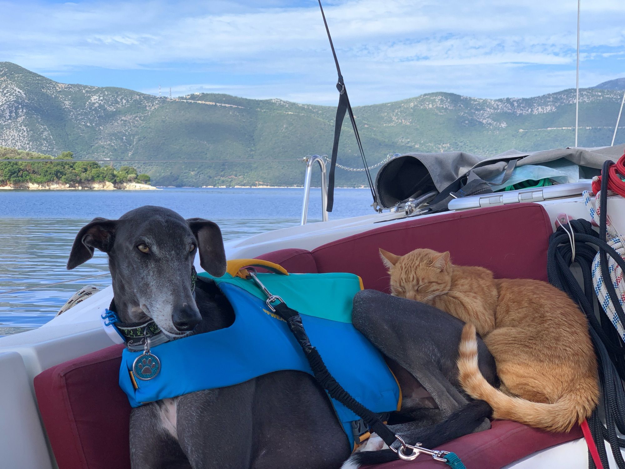 A ginger cat lying on top of a grey greyhound on a boat