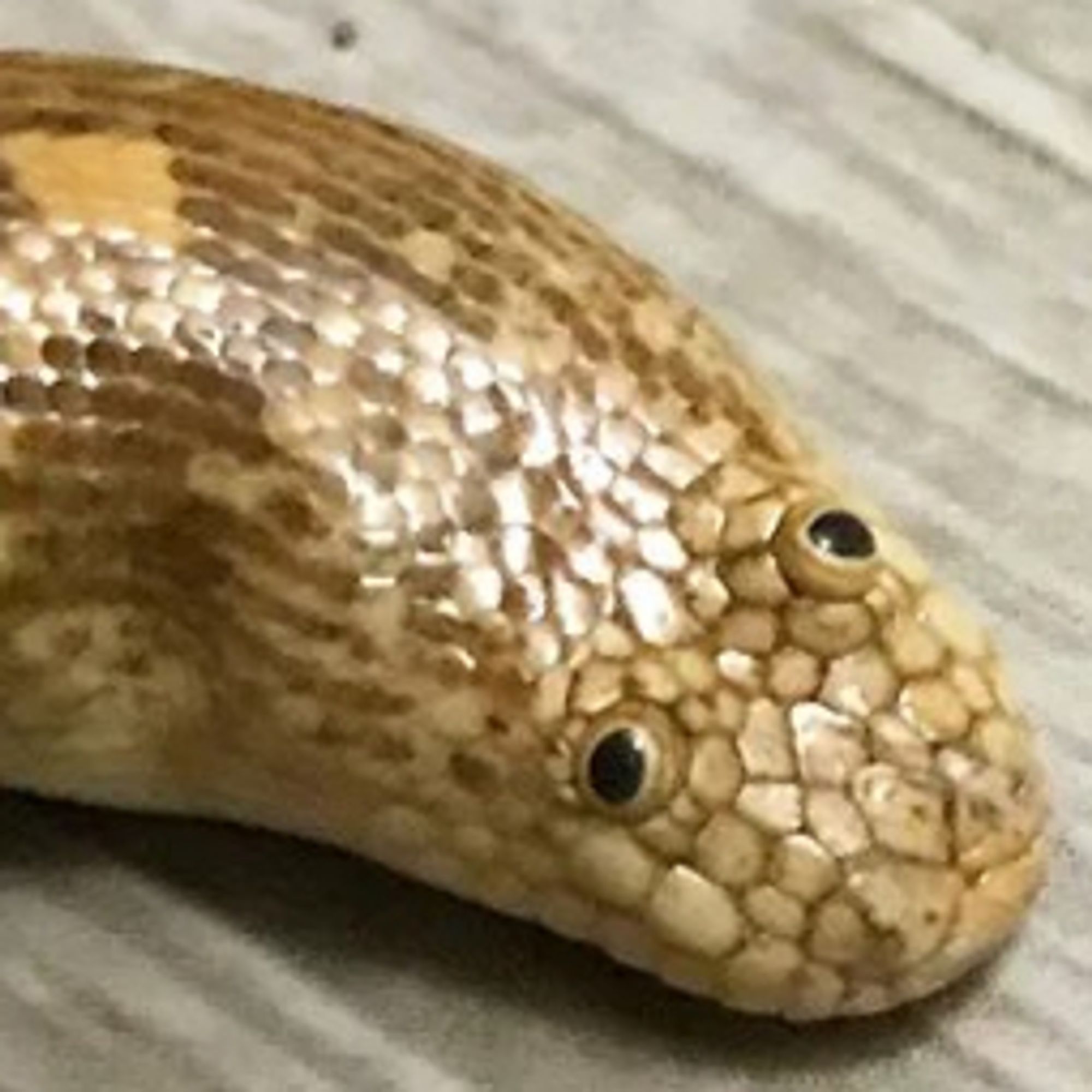 a very exasperated looking desert snake of some kind, it's sand-coloured and it's eyes are protected by very thick lids