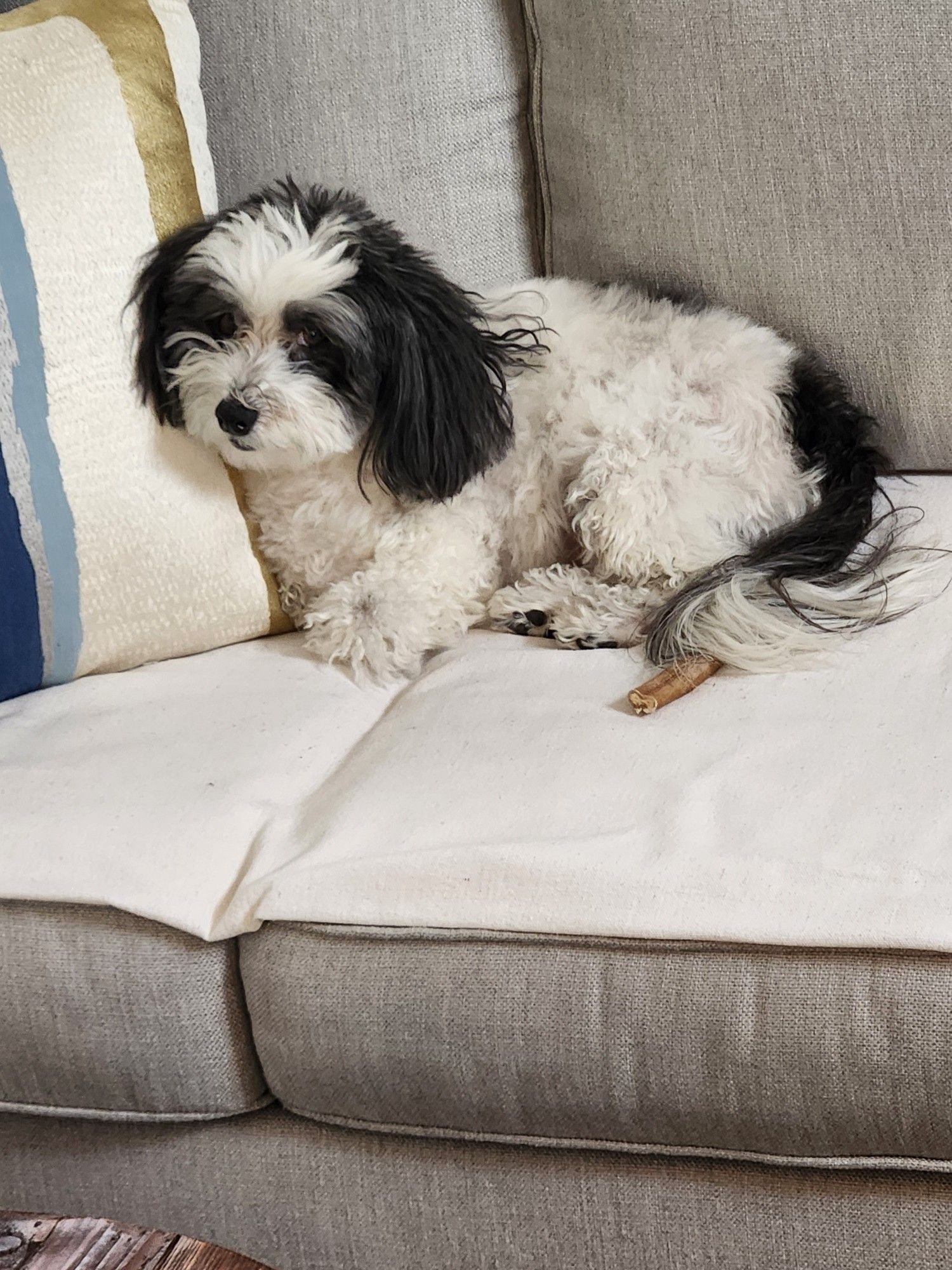 Lola the Micropanda, an adorable floofy black and white Havanese dog who looks like a tiny panda, curled up on the couch in a loaf pose giving a side-eye